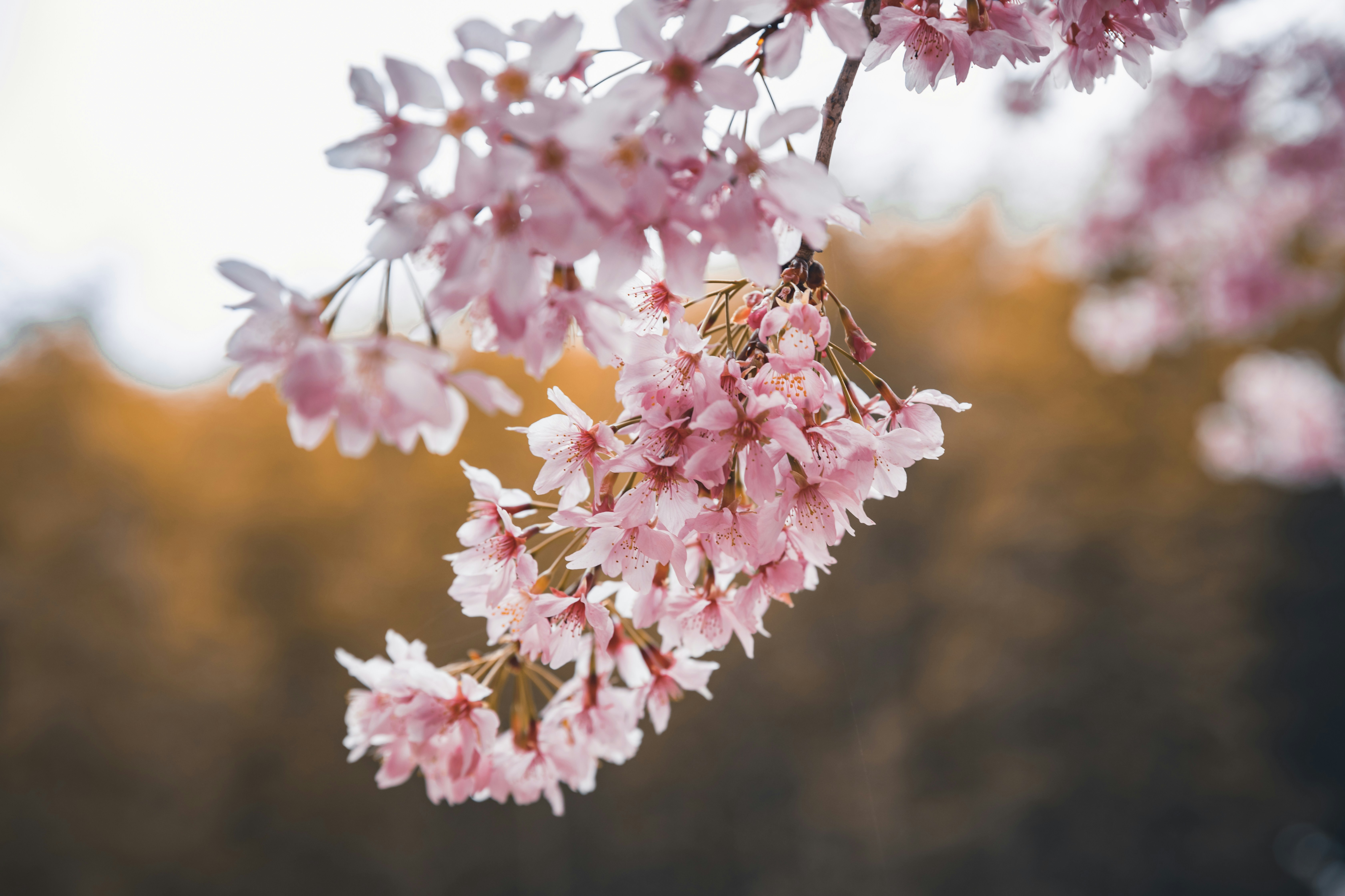 A branch of a tree with pink flowers