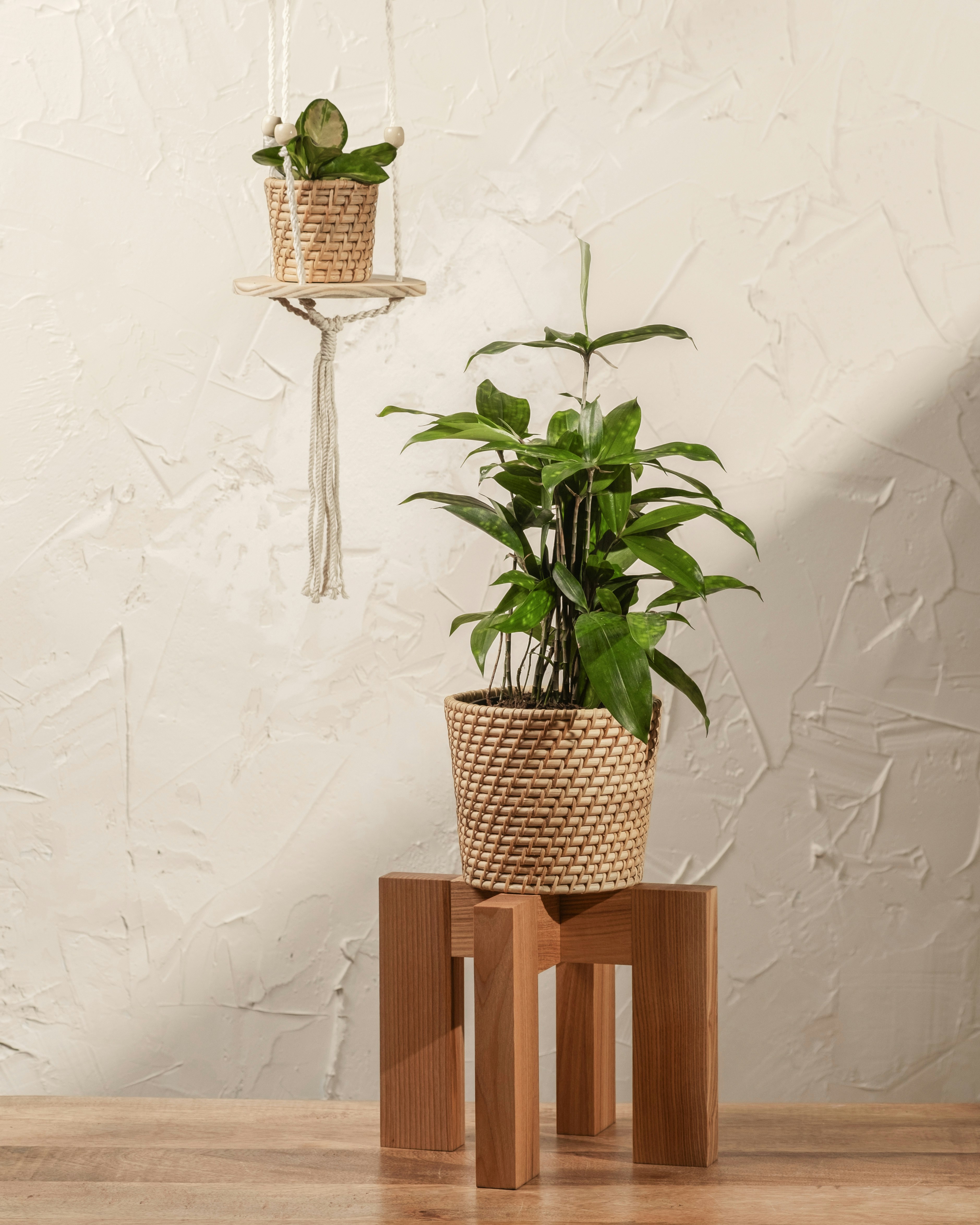 Photo by feeypflanzen