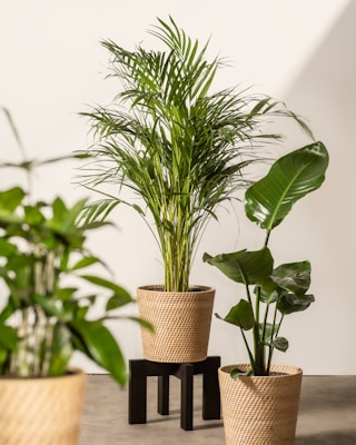 Potted plants on plant stand, decorative planters, home decor ideas.