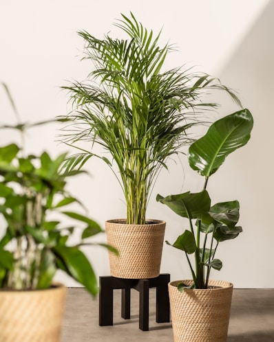 Potted plants on plant stand, decorative planters, home decor ideas.