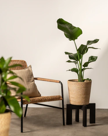 A chair and a potted plant in a room