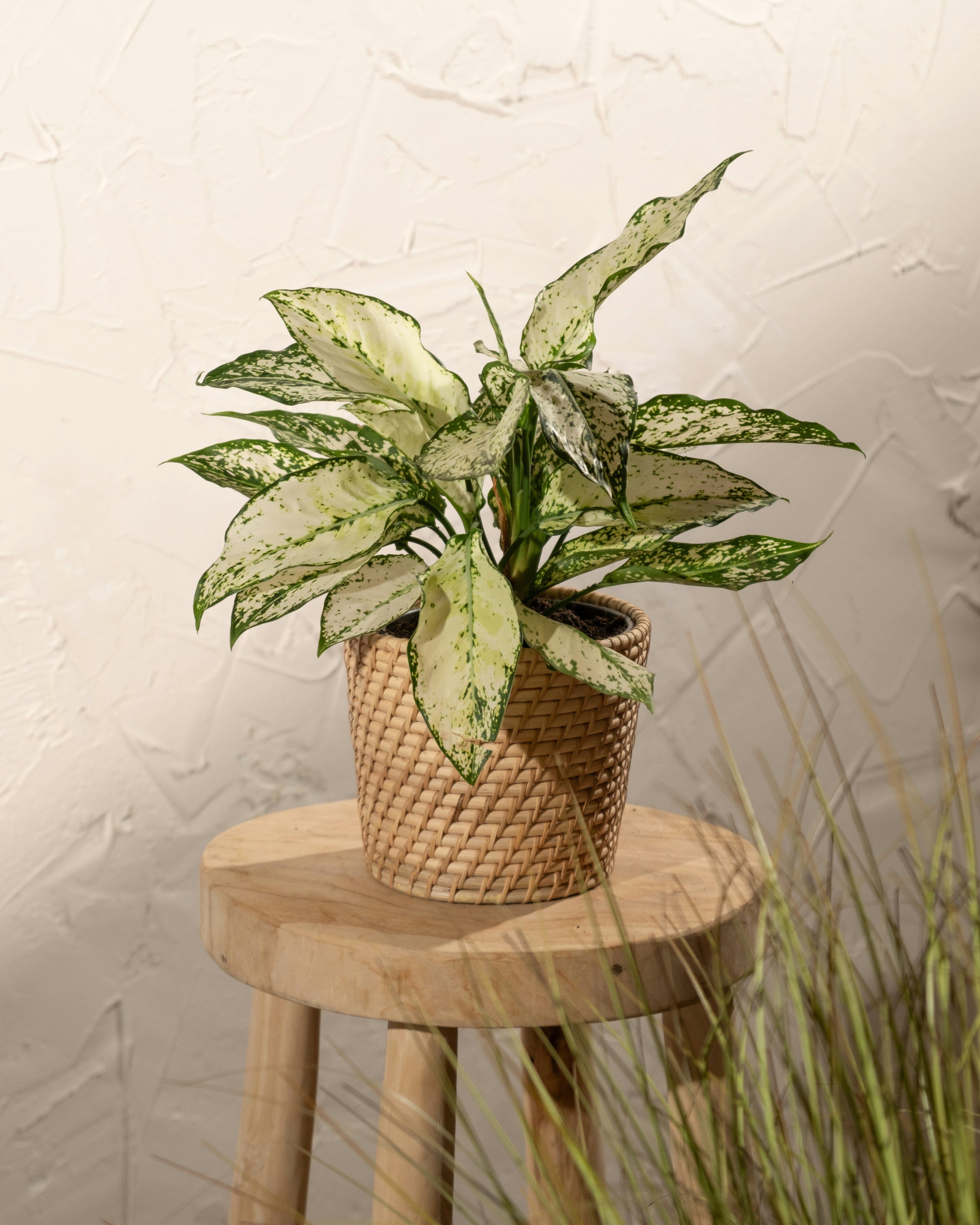 Photo by feeypflanzen