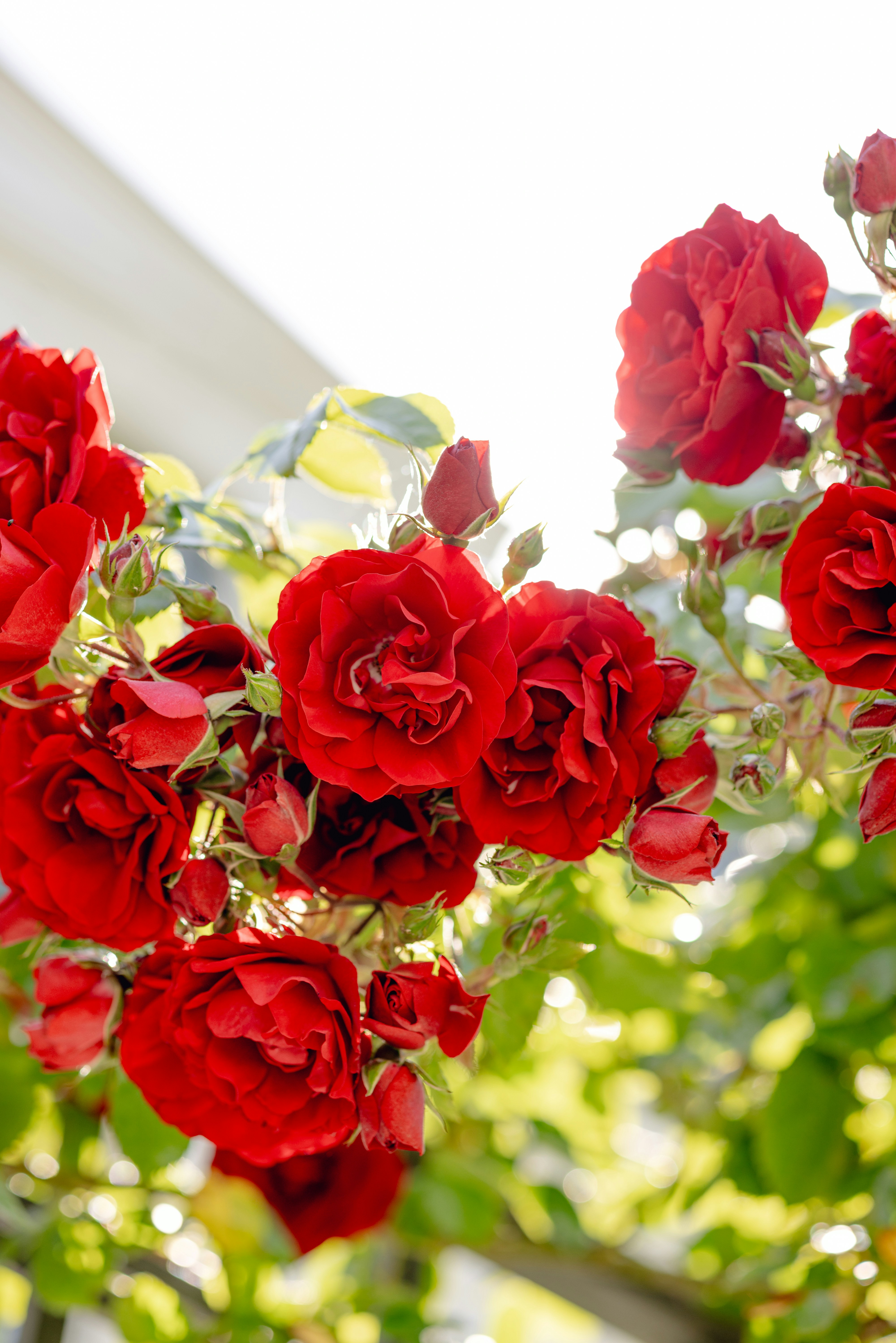 A bunch of red roses hanging from a tree photo – Free Blossom Image on ...