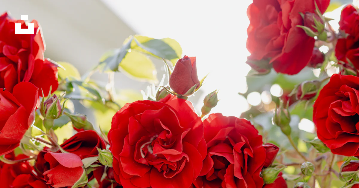 A bunch of red roses hanging from a tree photo – Free Blossom Image on ...