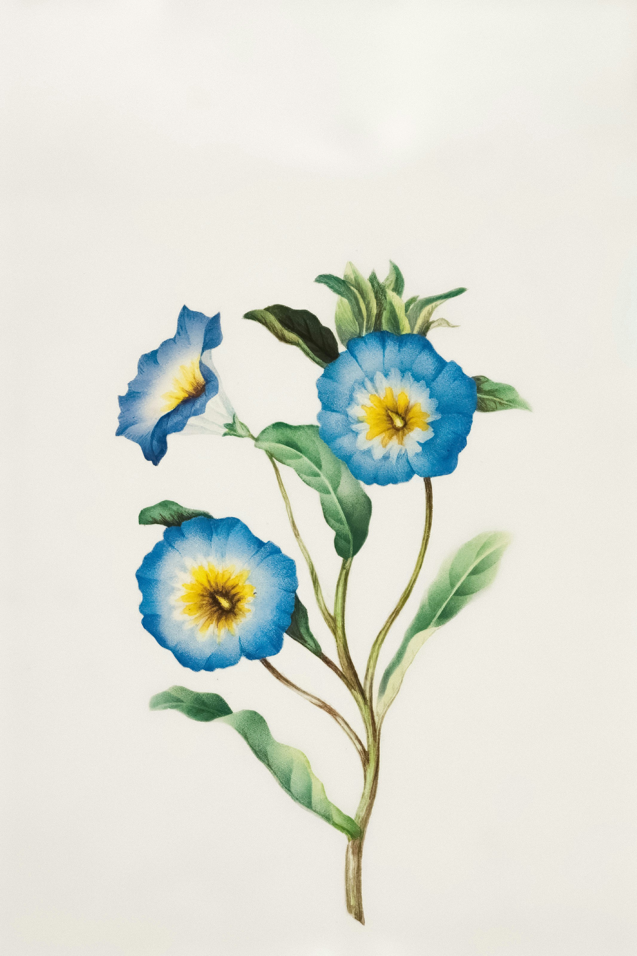 Tres flores azules con centros amarillos en un tallo.