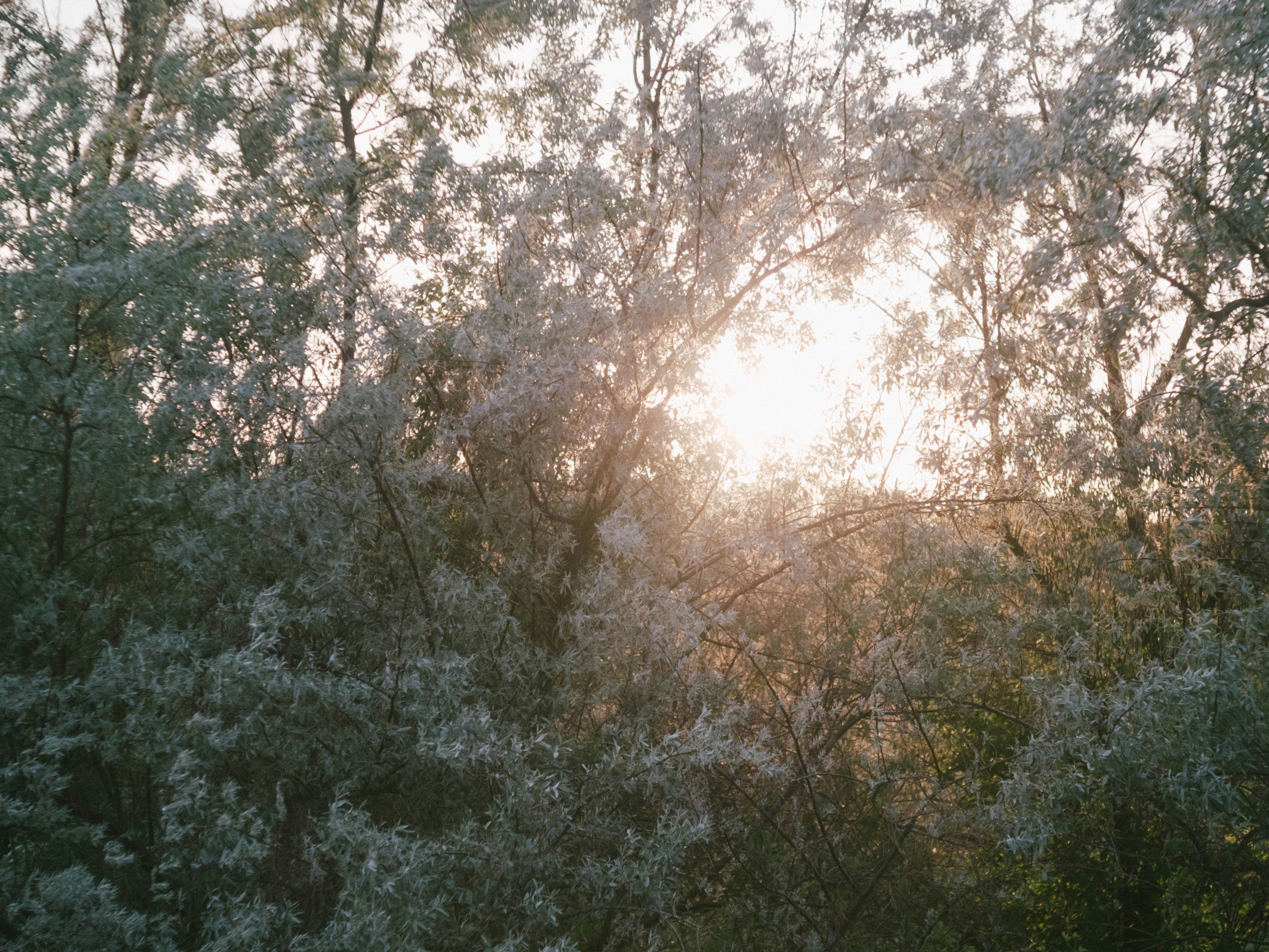 The sun is shining through the trees in the forest