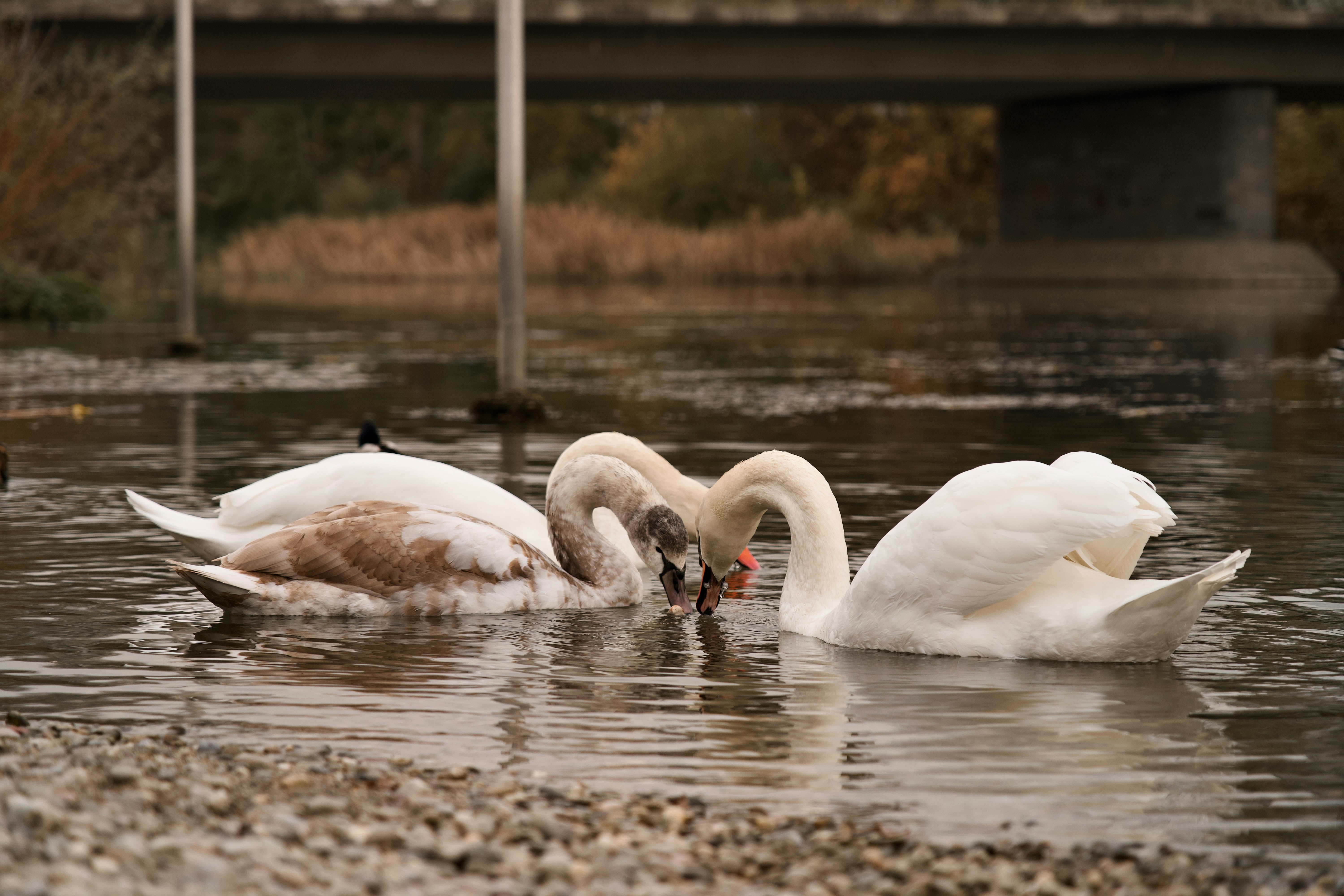 A group of swans swimming in a body of water