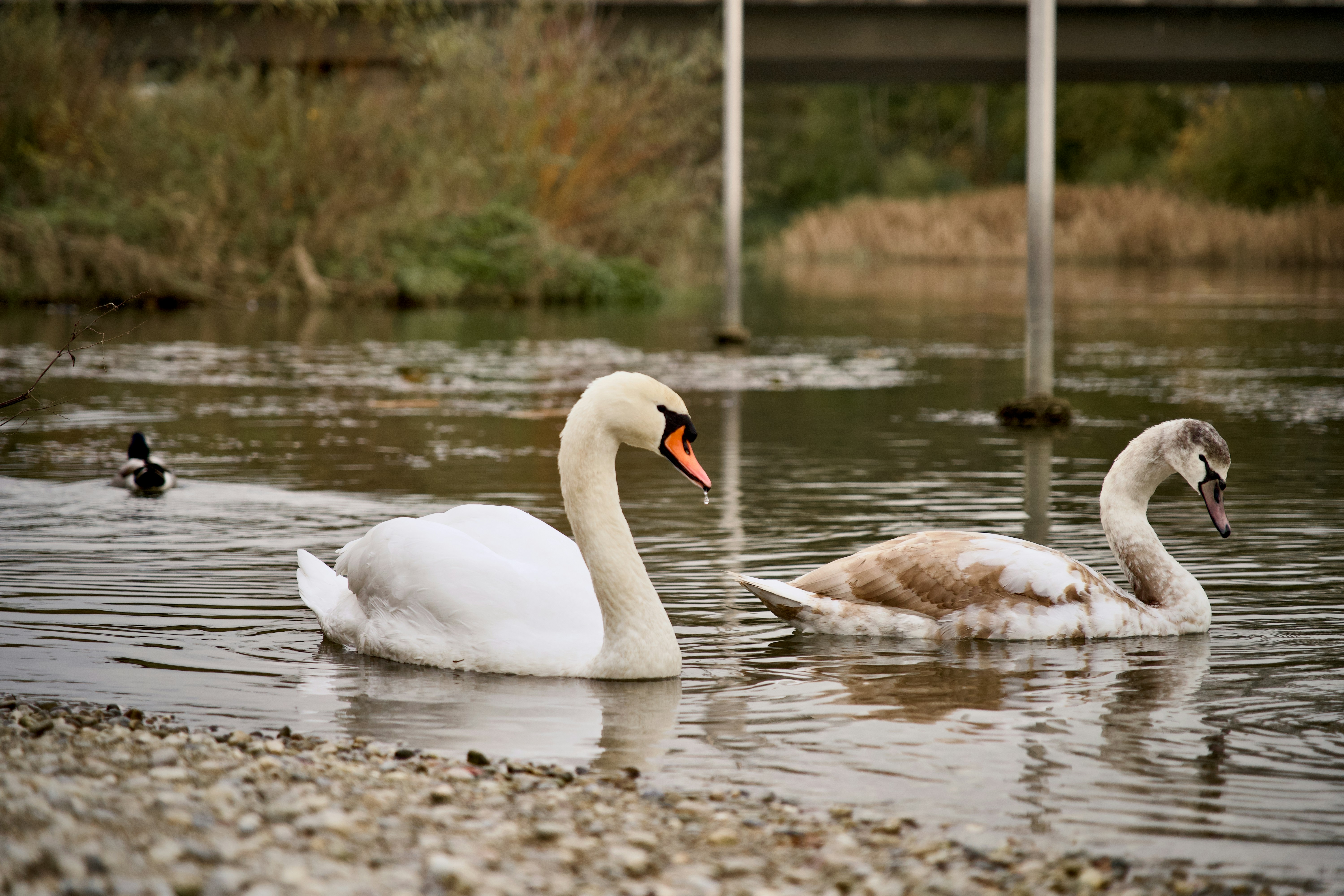 A group of swans swimming in a body of water