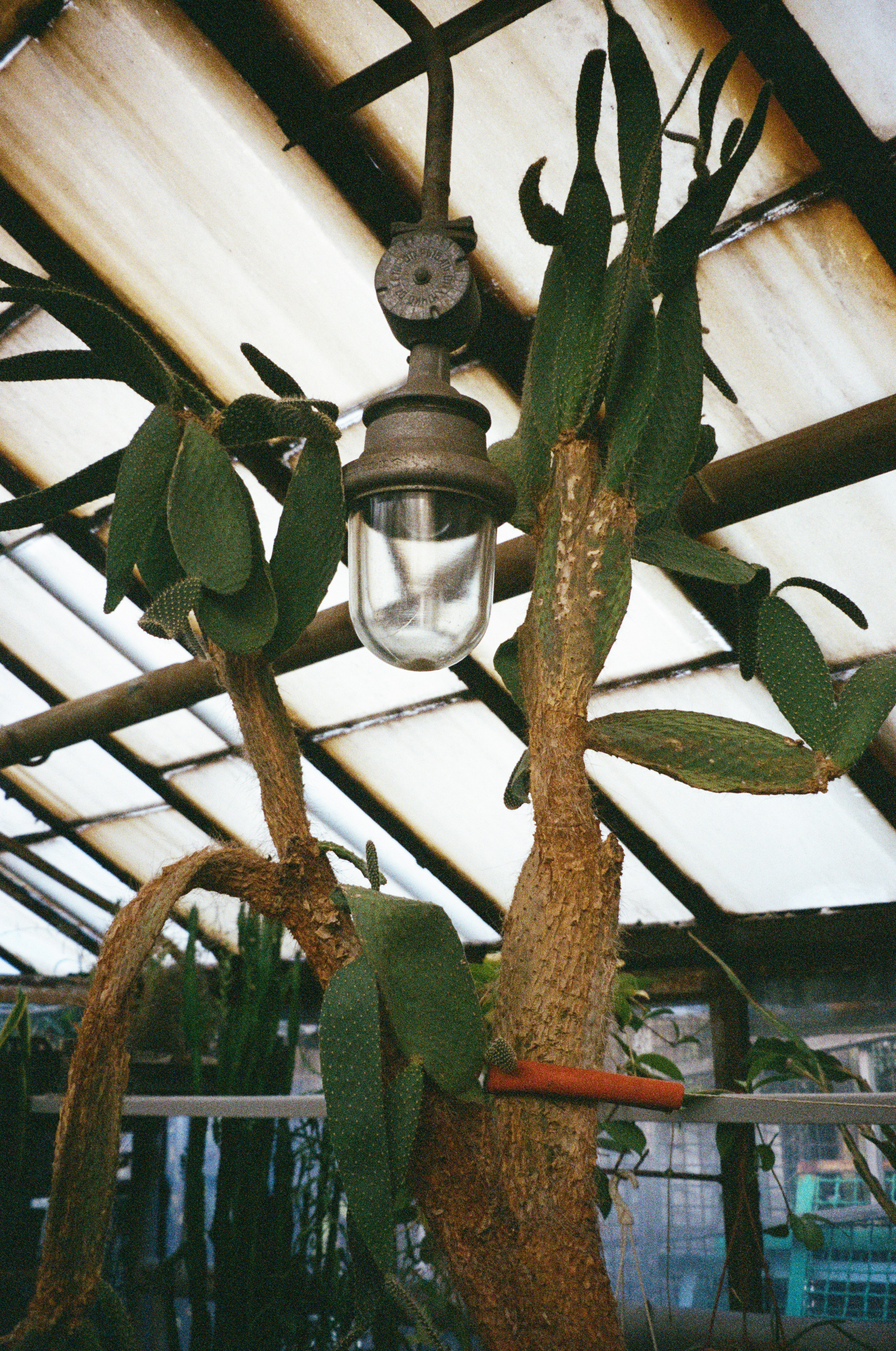 A lamp hanging from a ceiling in a greenhouse