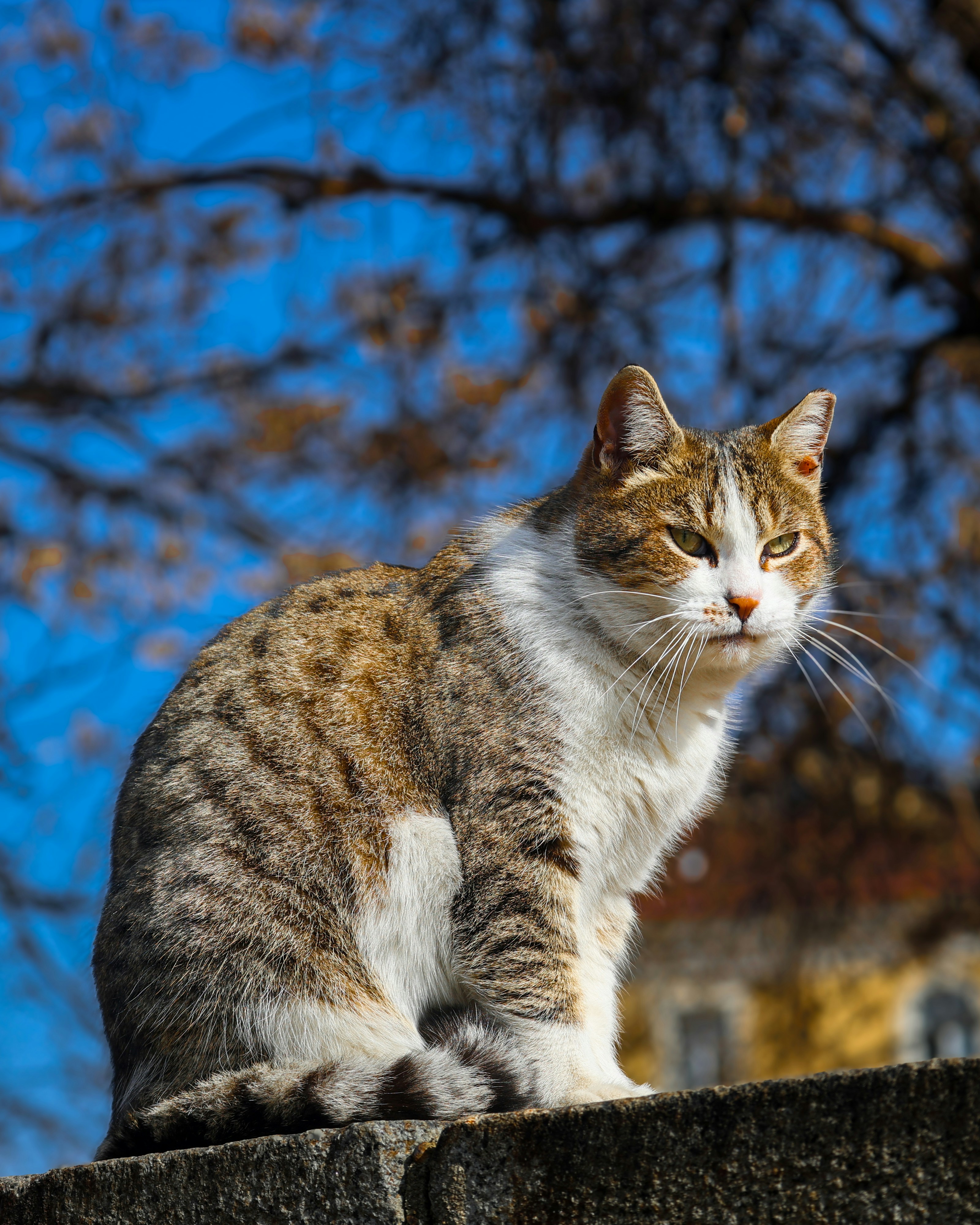 Overstimulation: When Affection Turns Annoying (image credits: unsplash)