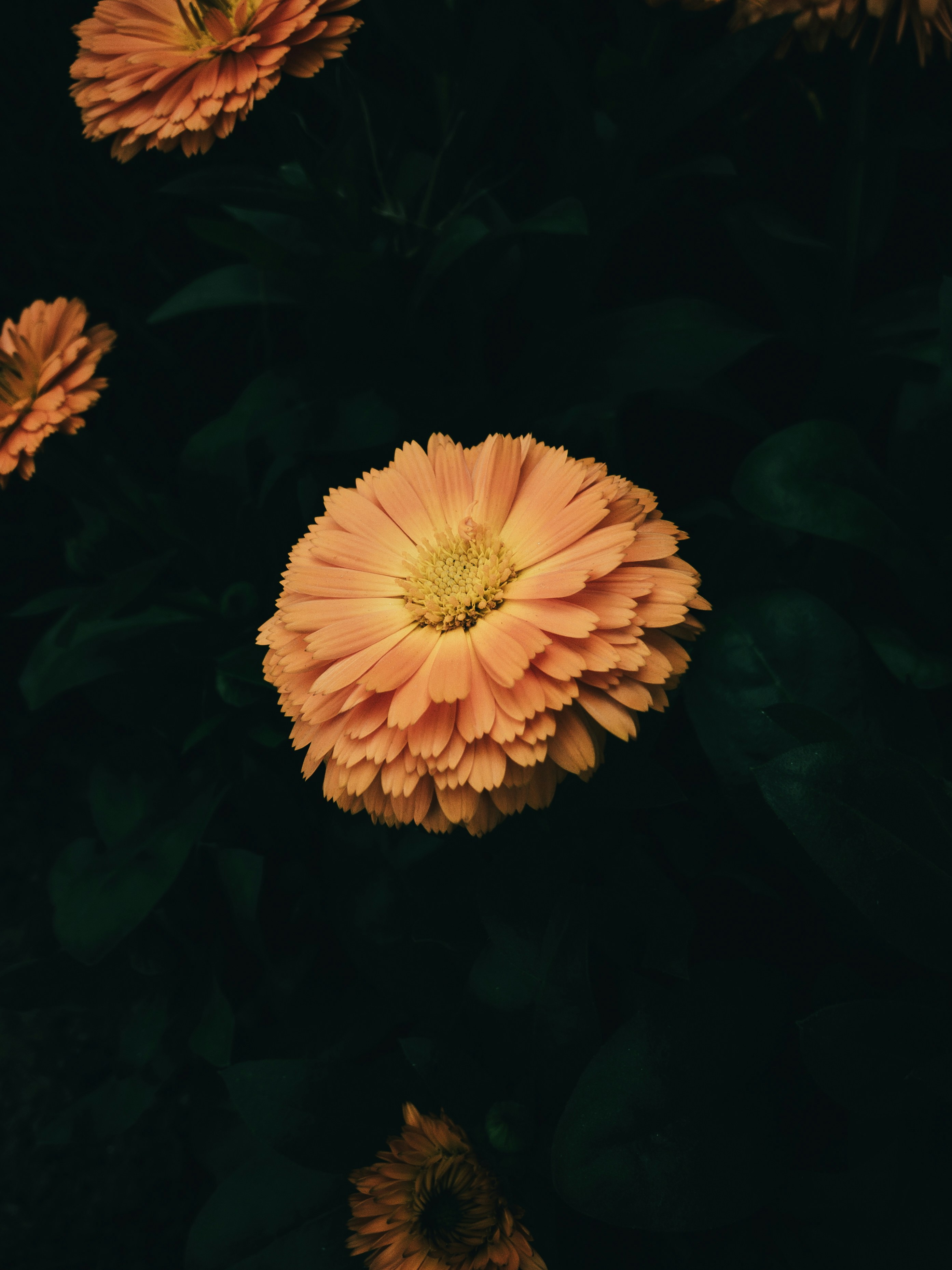 Photo by amritanshdubey