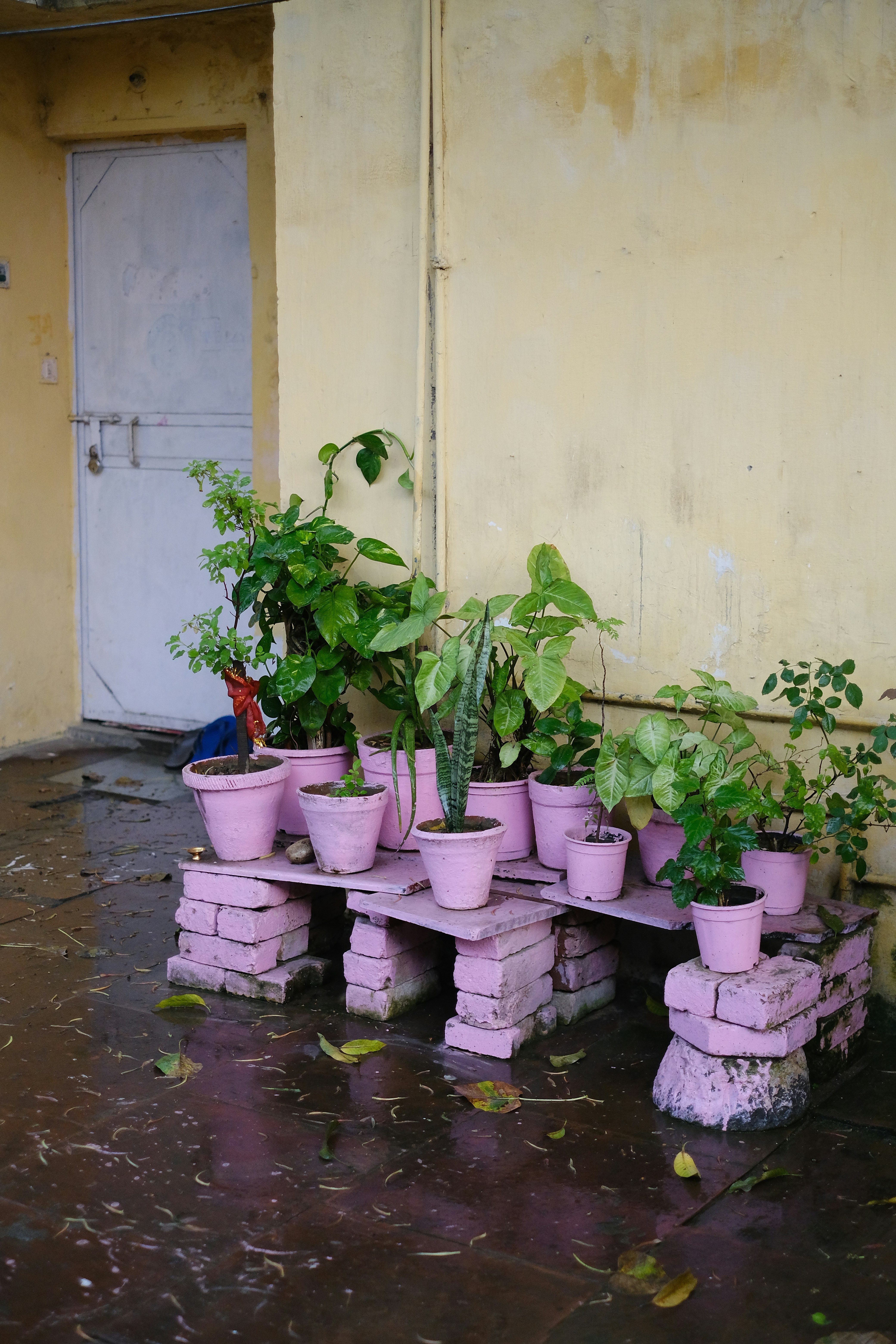 Planting in Monsoon
