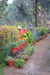 A row of potted plants sitting next to a fence