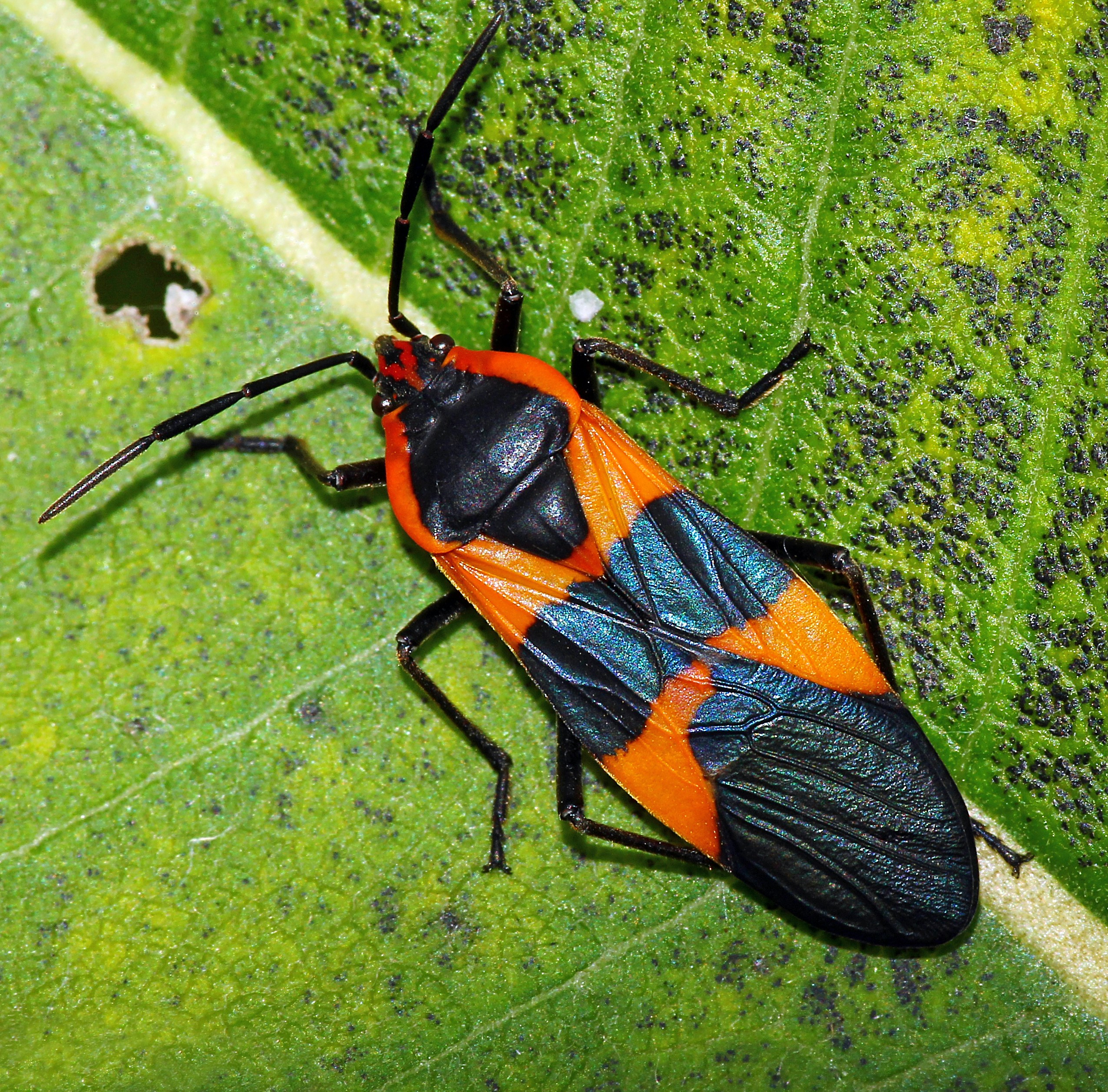 Milkweed bugs (Oncopeltus fasciatus) Dane County, Wisconsin, USA taken: 10/5/2014, image no: 316aaaa.jpg