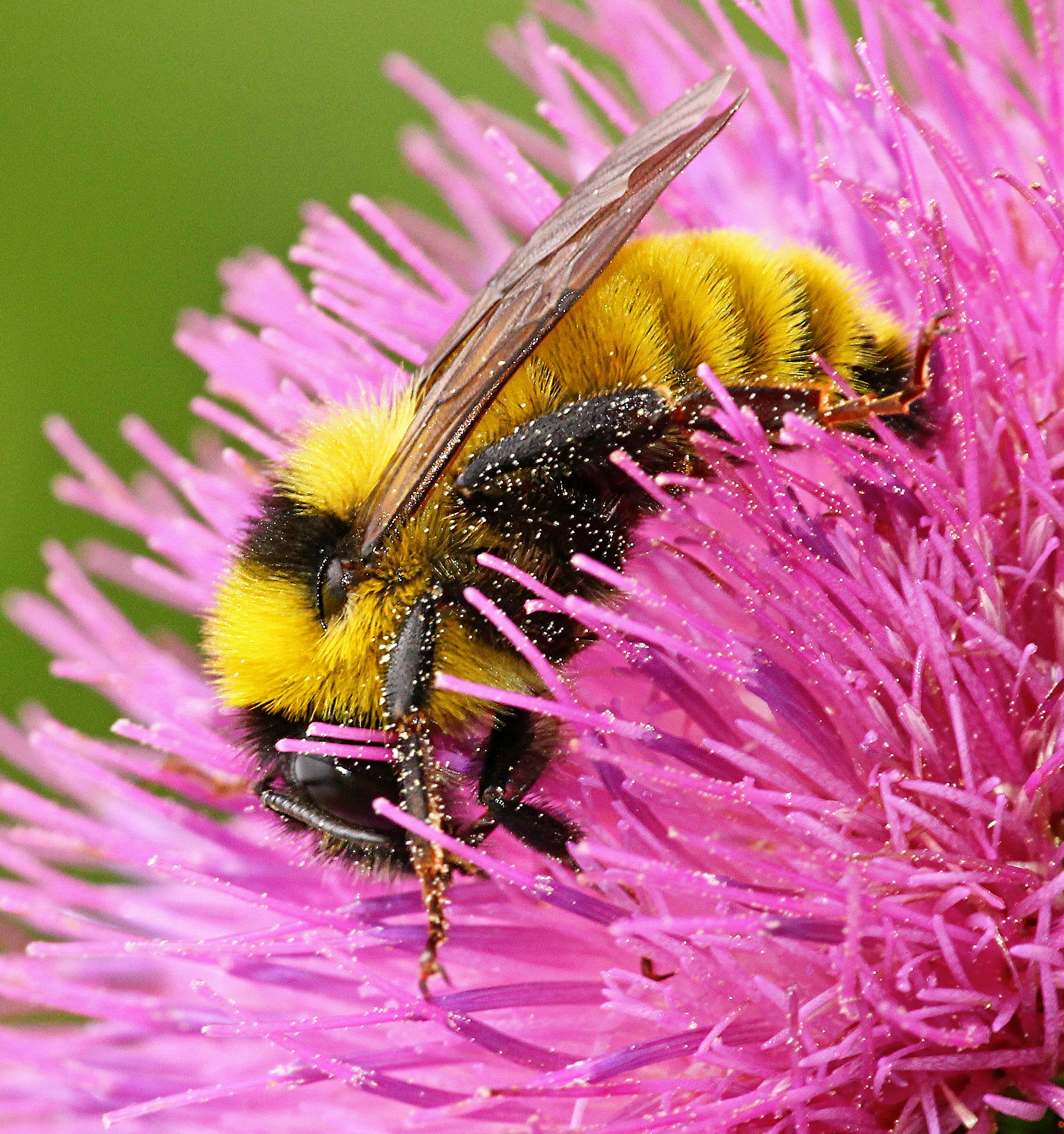 A close up of a bee on a flower