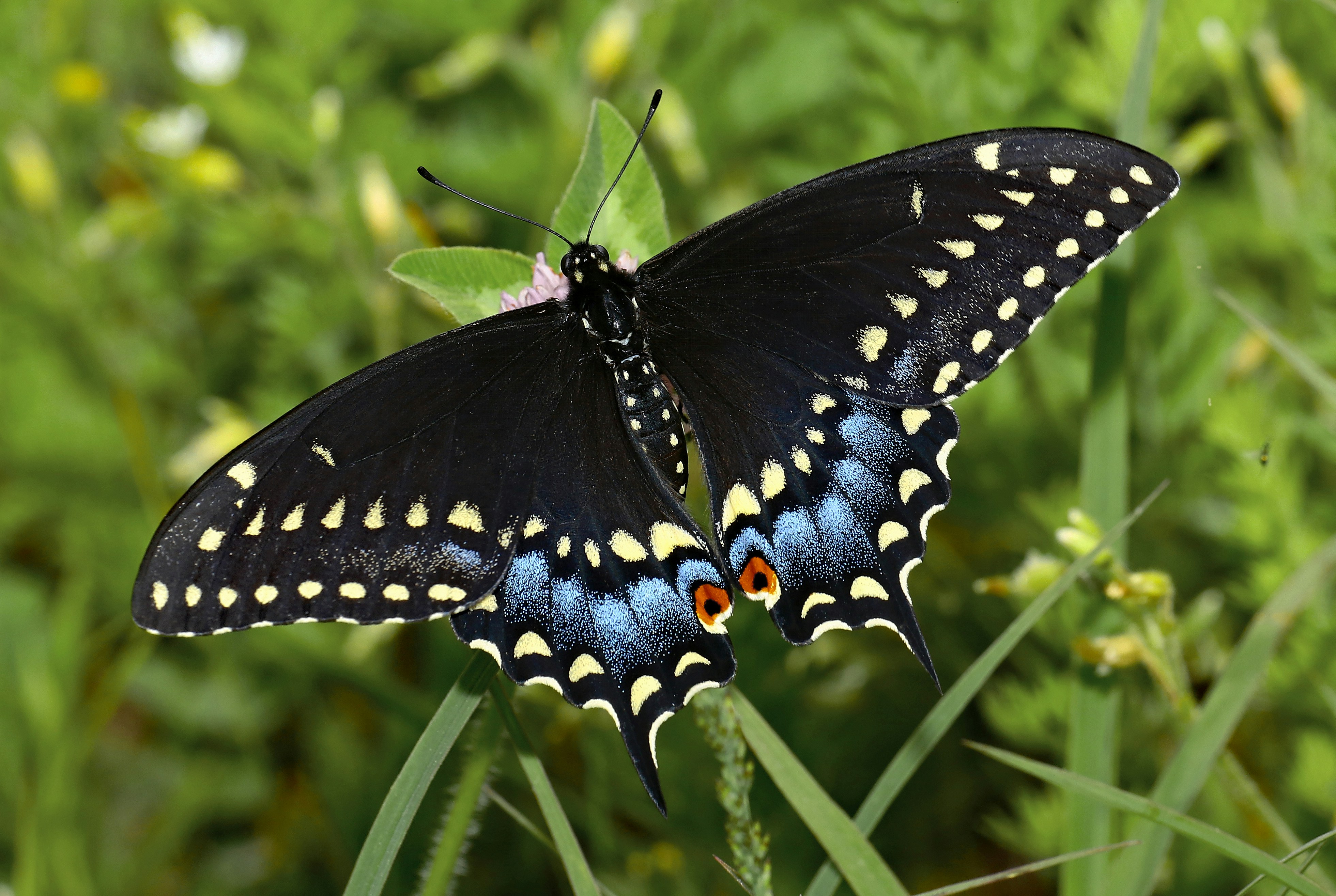 Photo by telliottmbamsc