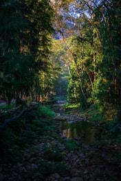 A stream running through a forest filled with lots of trees