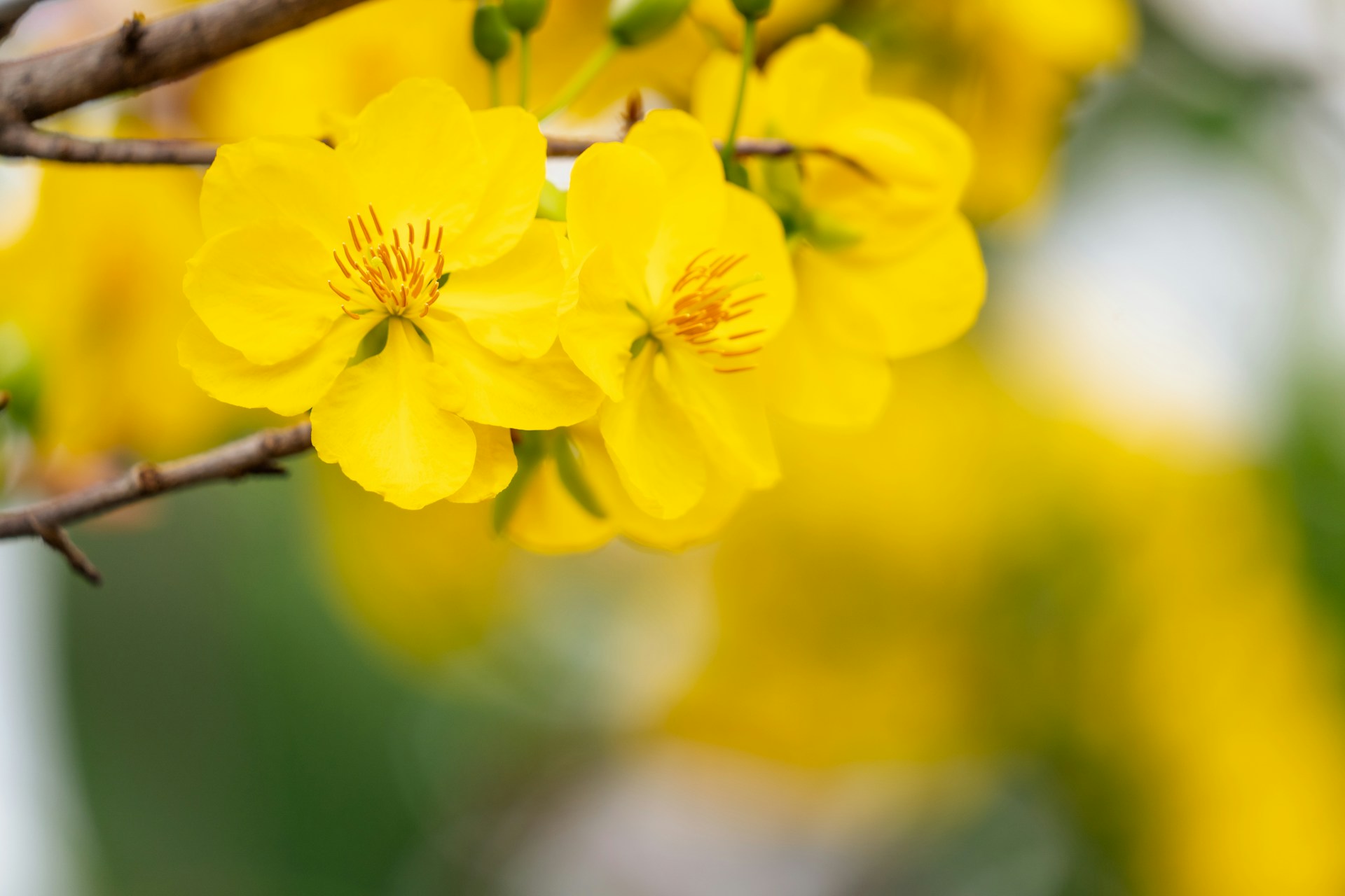 A branch of a tree with yellow flowers