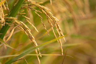 A close up of a plant with lots of grass in the background