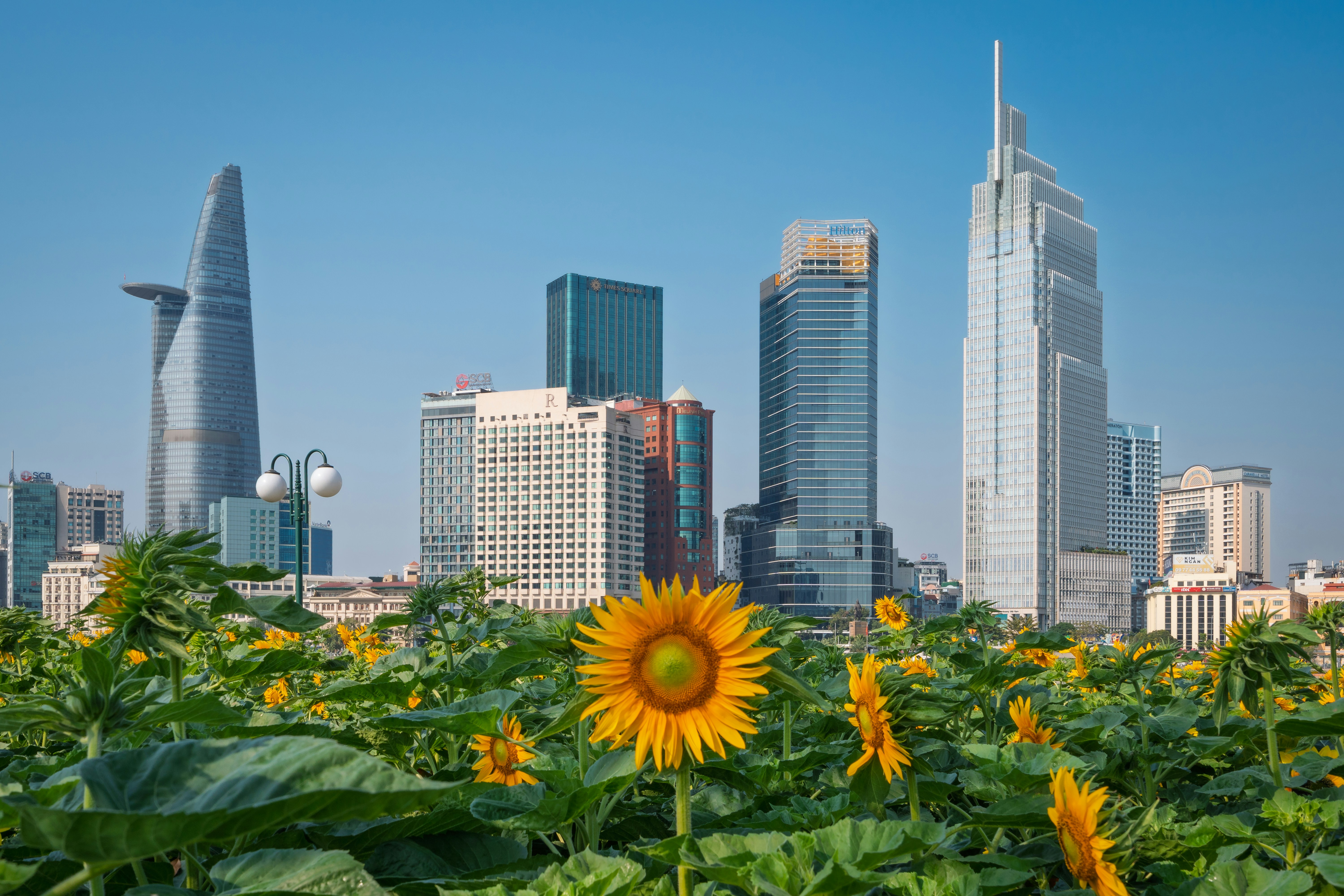 A field of sunflowers in front of a city skyline