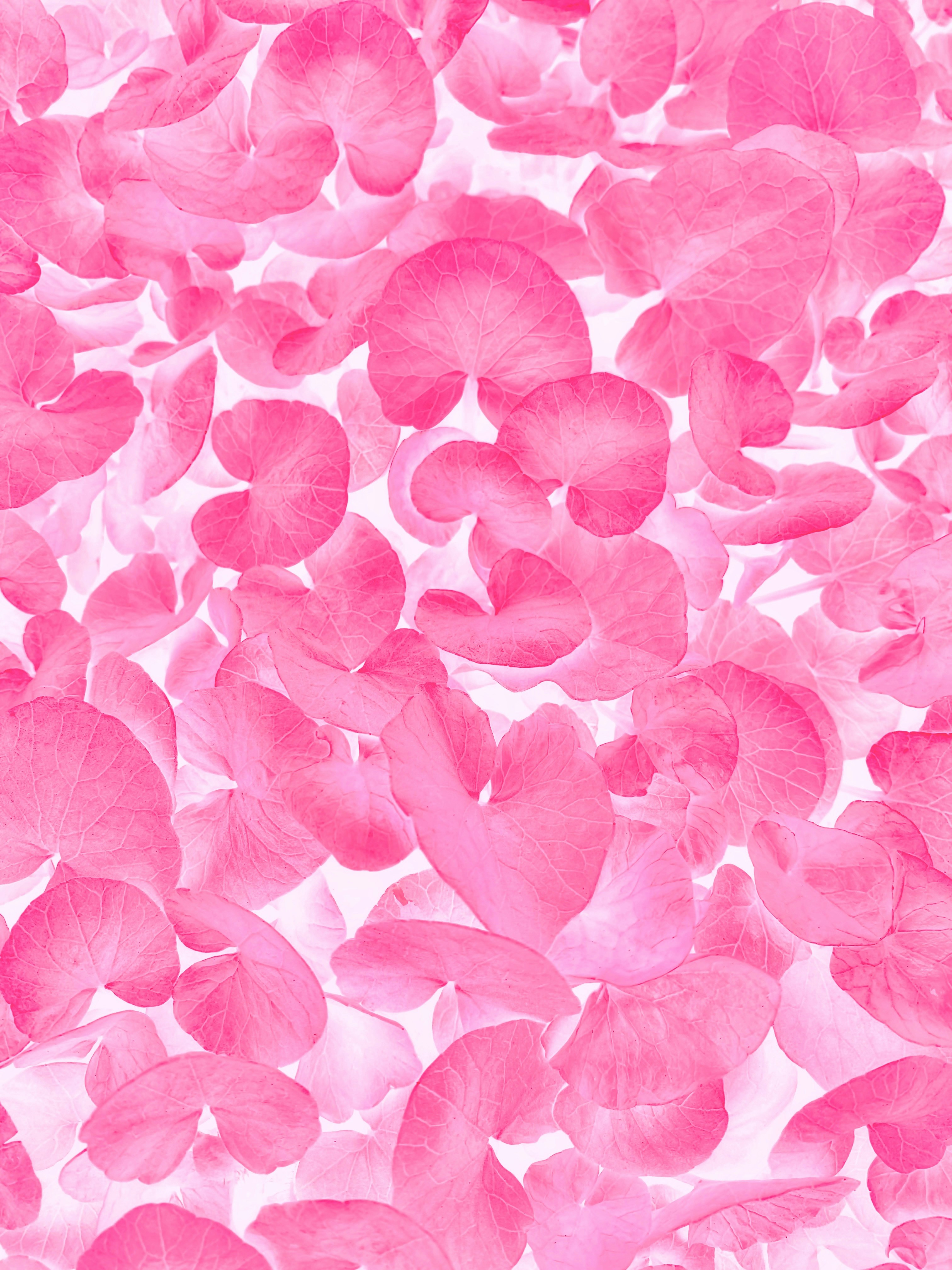 Un bouquet de fleurs roses sur fond blanc