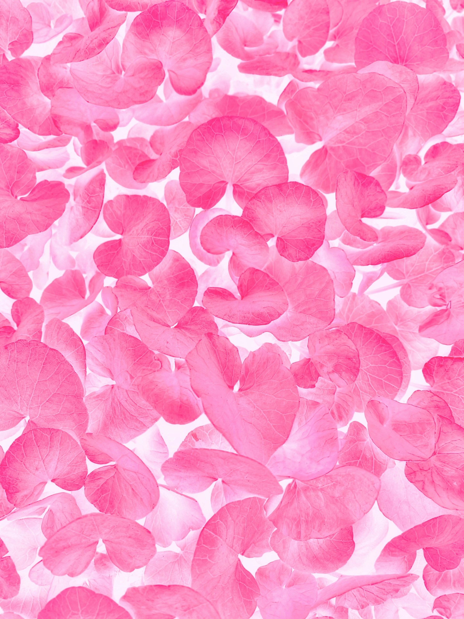 A bunch of pink flowers on a white background