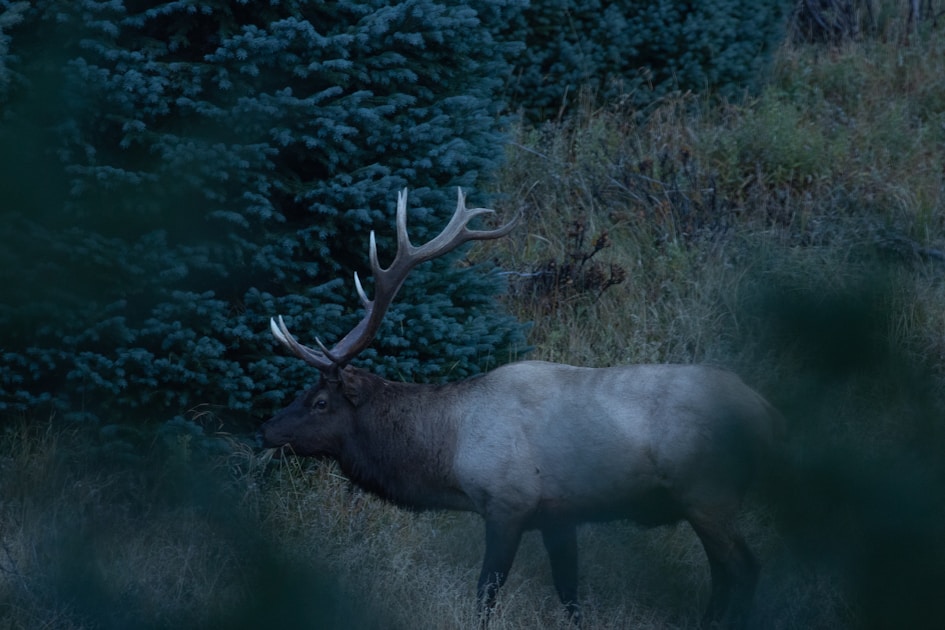 Hunter glassing a western mountain slope with quality 10x42 binoculars mounted on a tripod