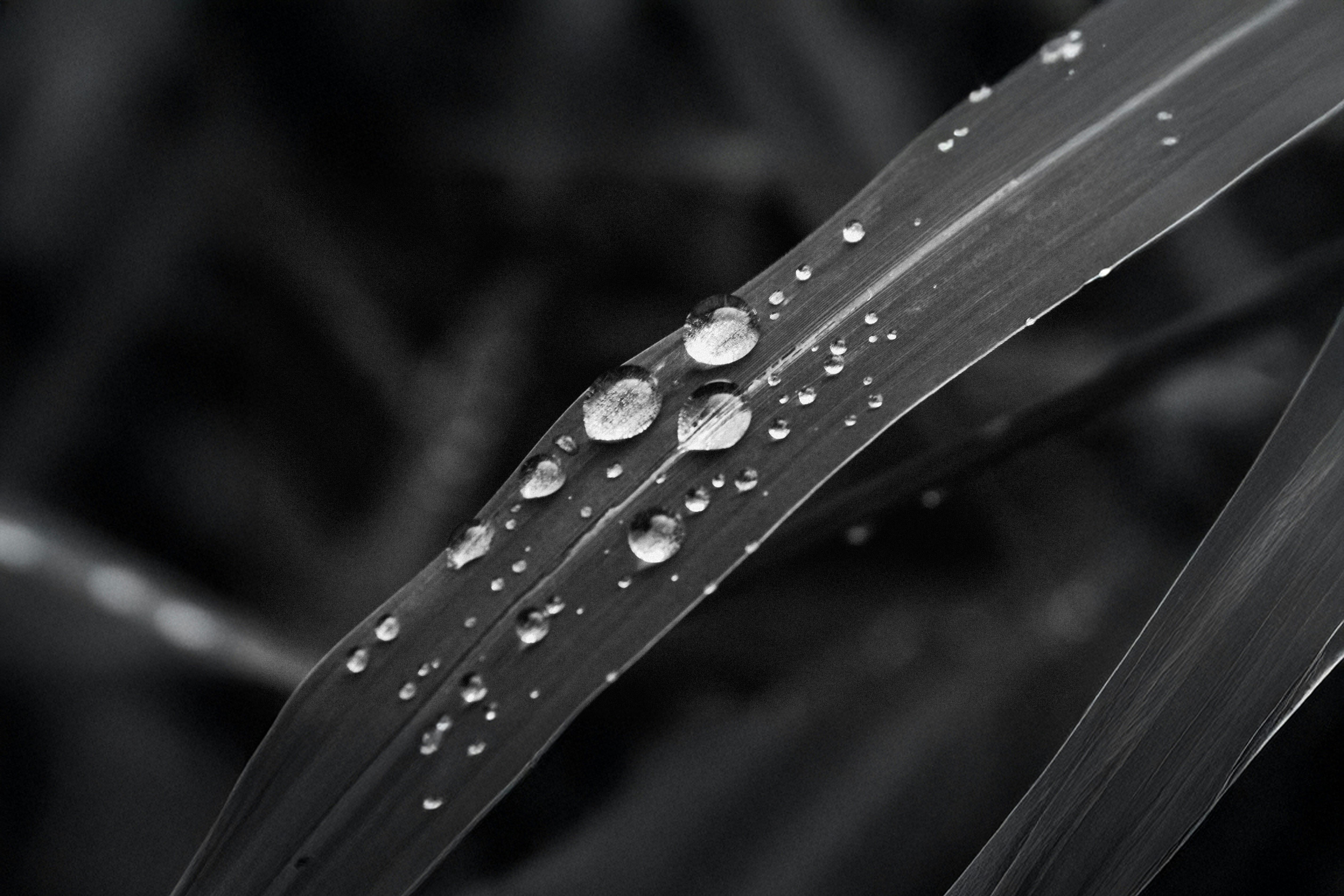 Photo by pekeshorked