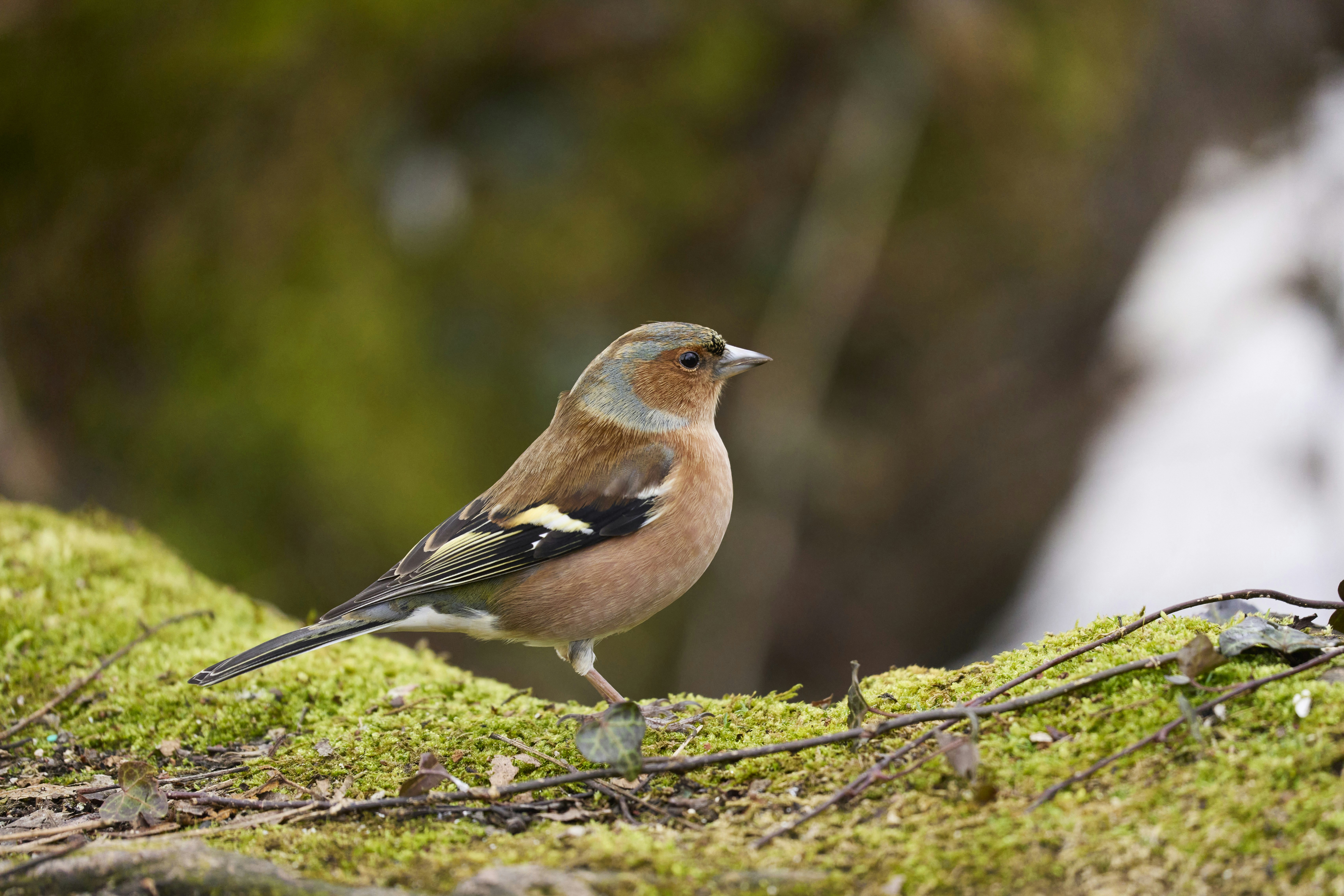 Photo by wolfgang_hasselmann