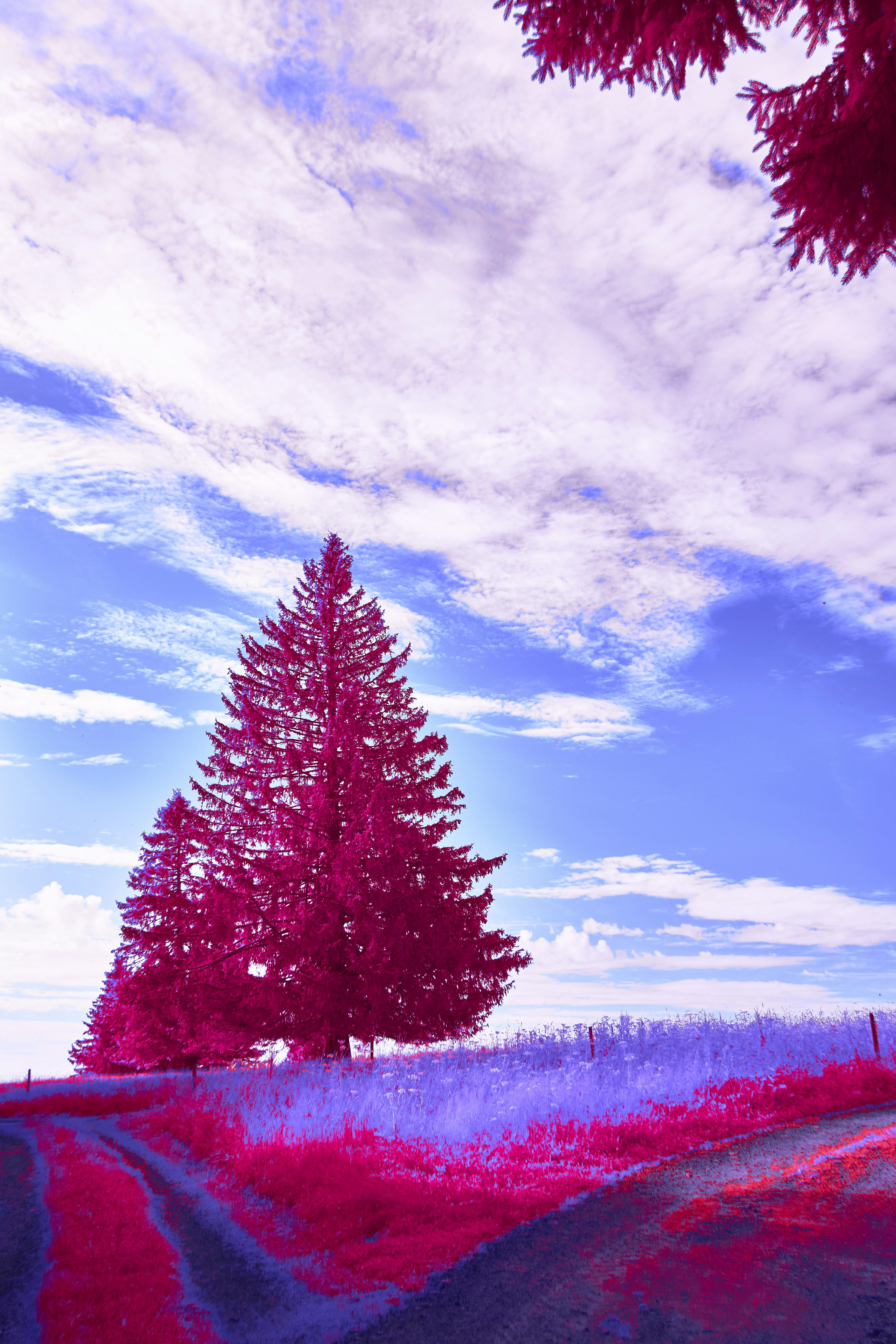 Photo by wolfgang_hasselmann