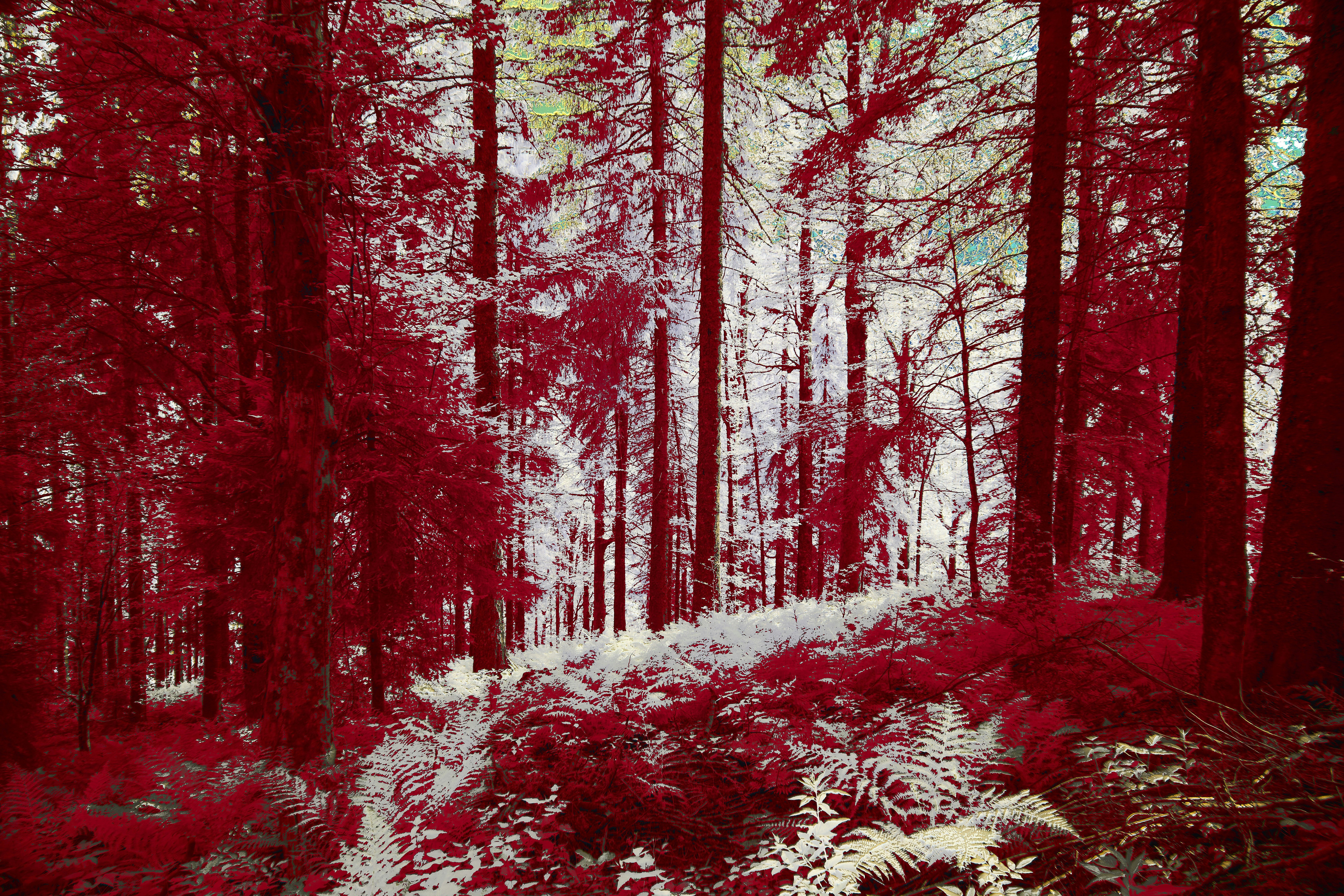 Photo by wolfgang_hasselmann