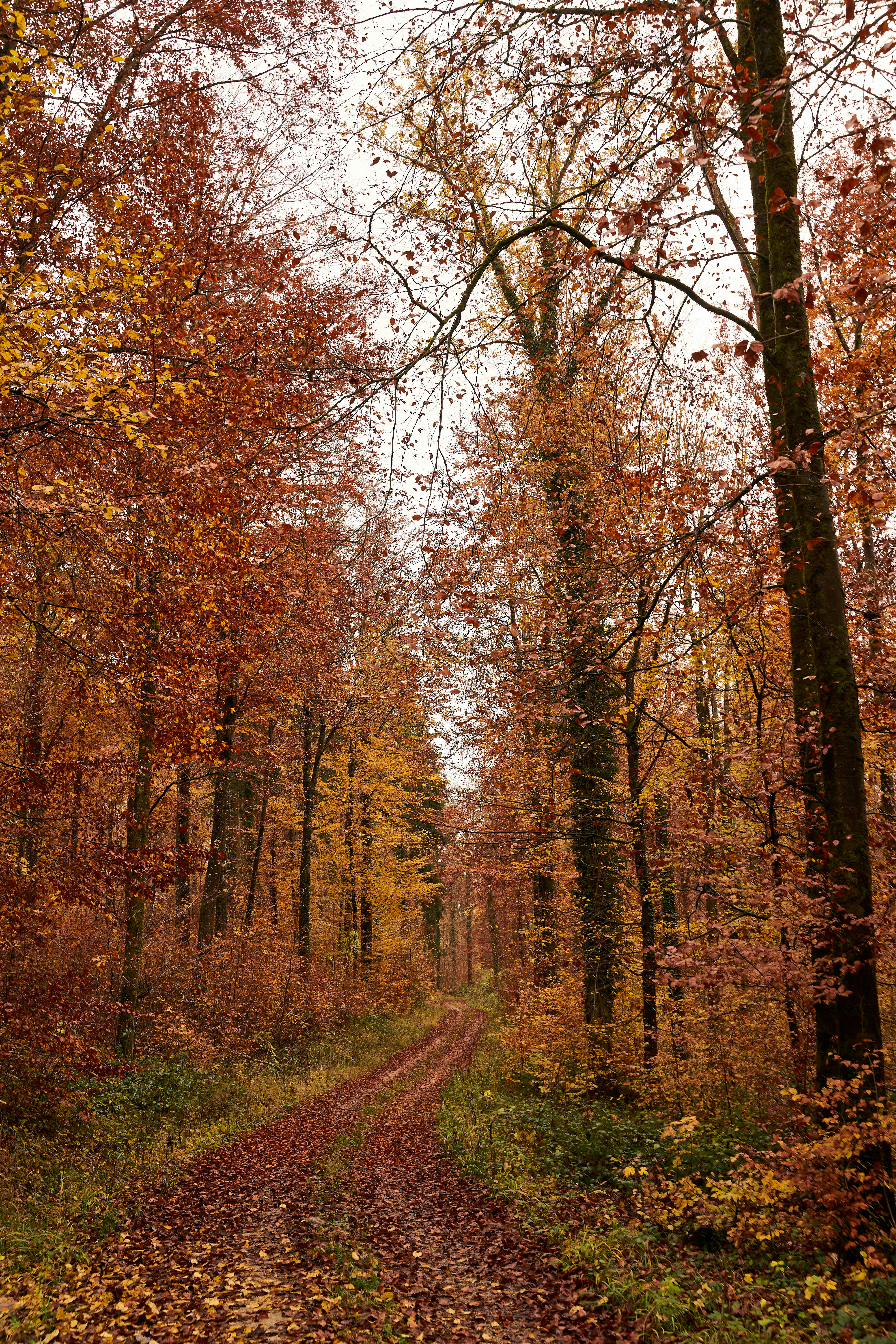 Photo by wolfgang_hasselmann