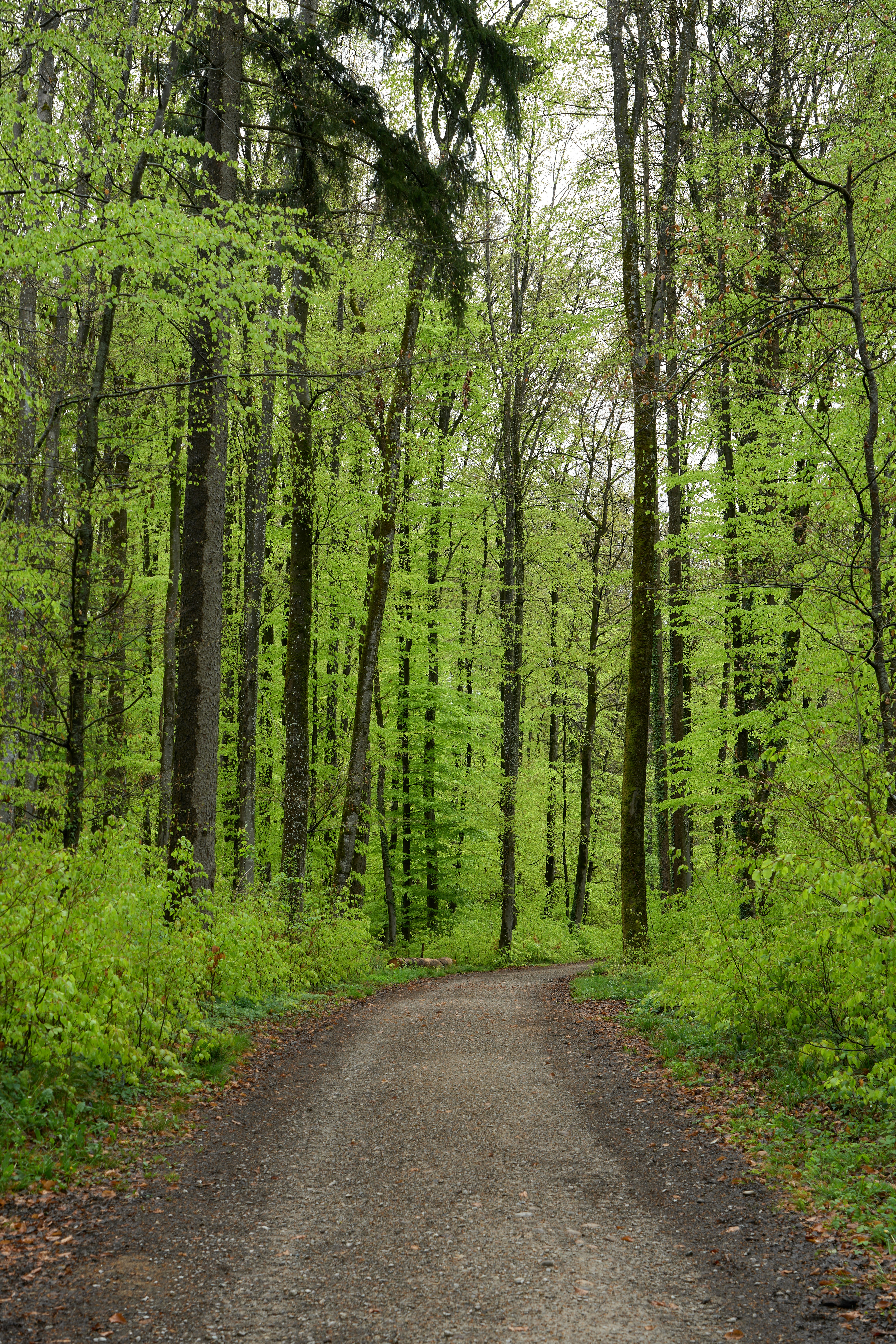 Photo by wolfgang_hasselmann