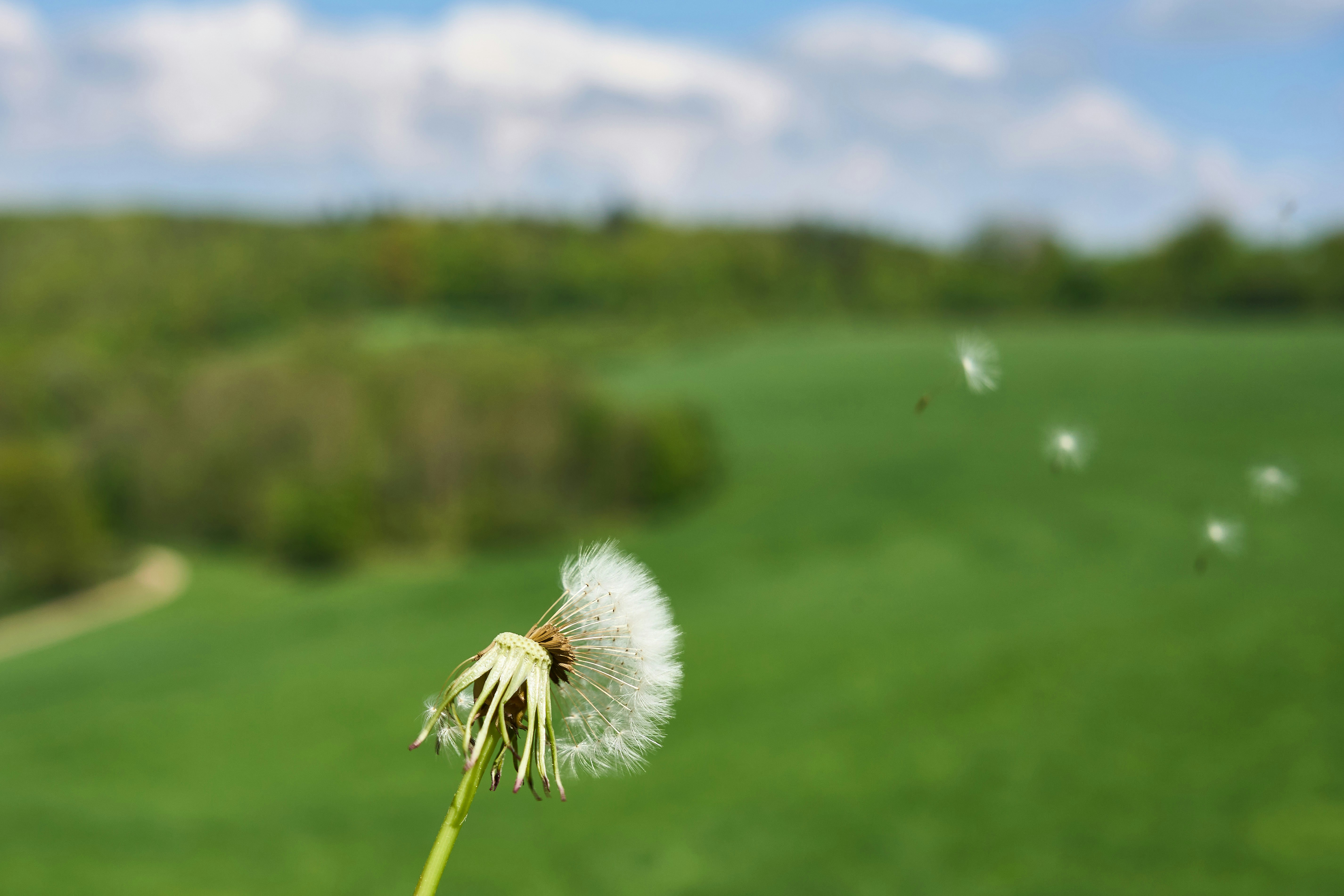 Photo by wolfgang_hasselmann