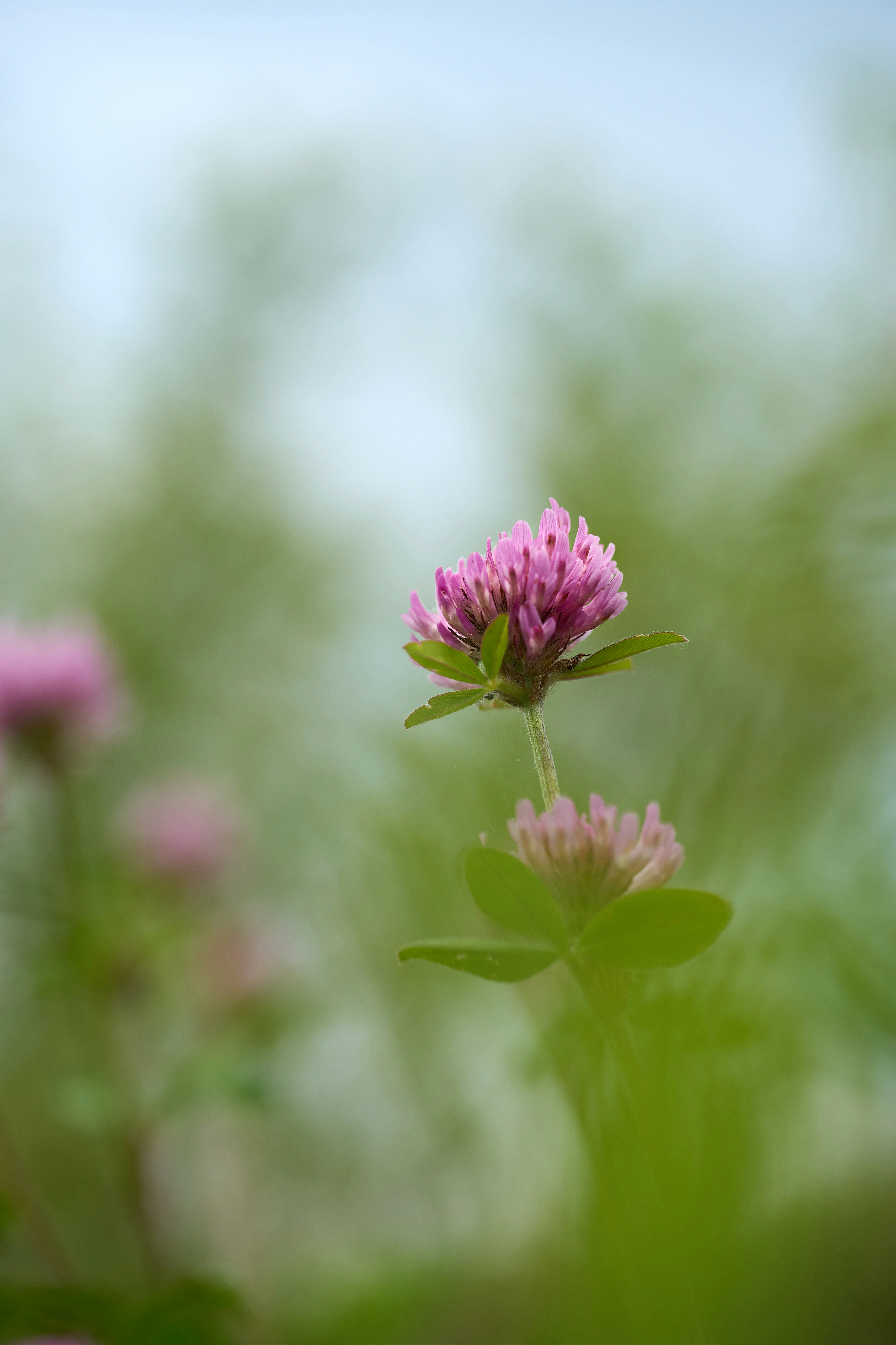 Photo by wolfgang_hasselmann