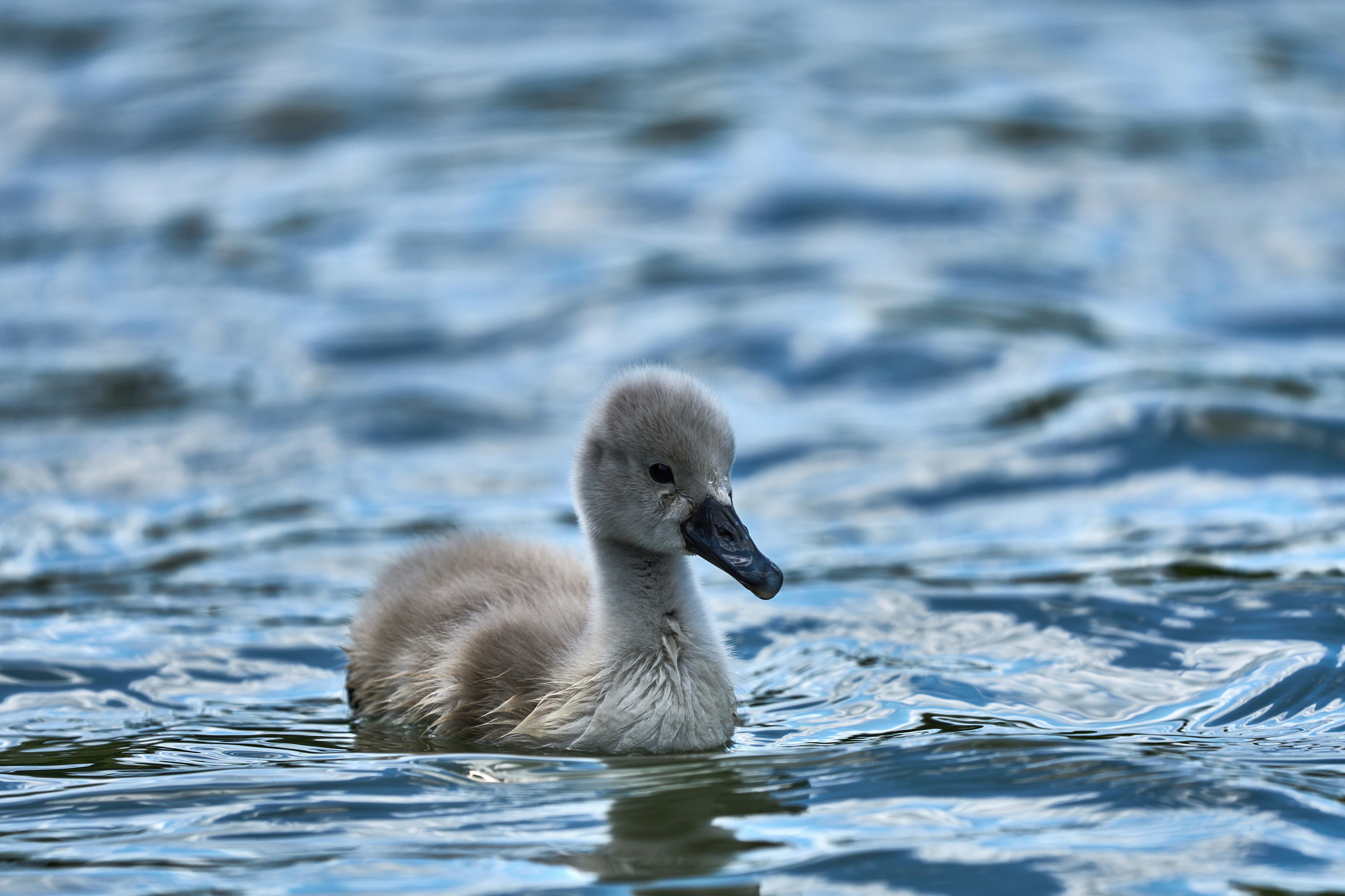 Photo by wolfgang_hasselmann