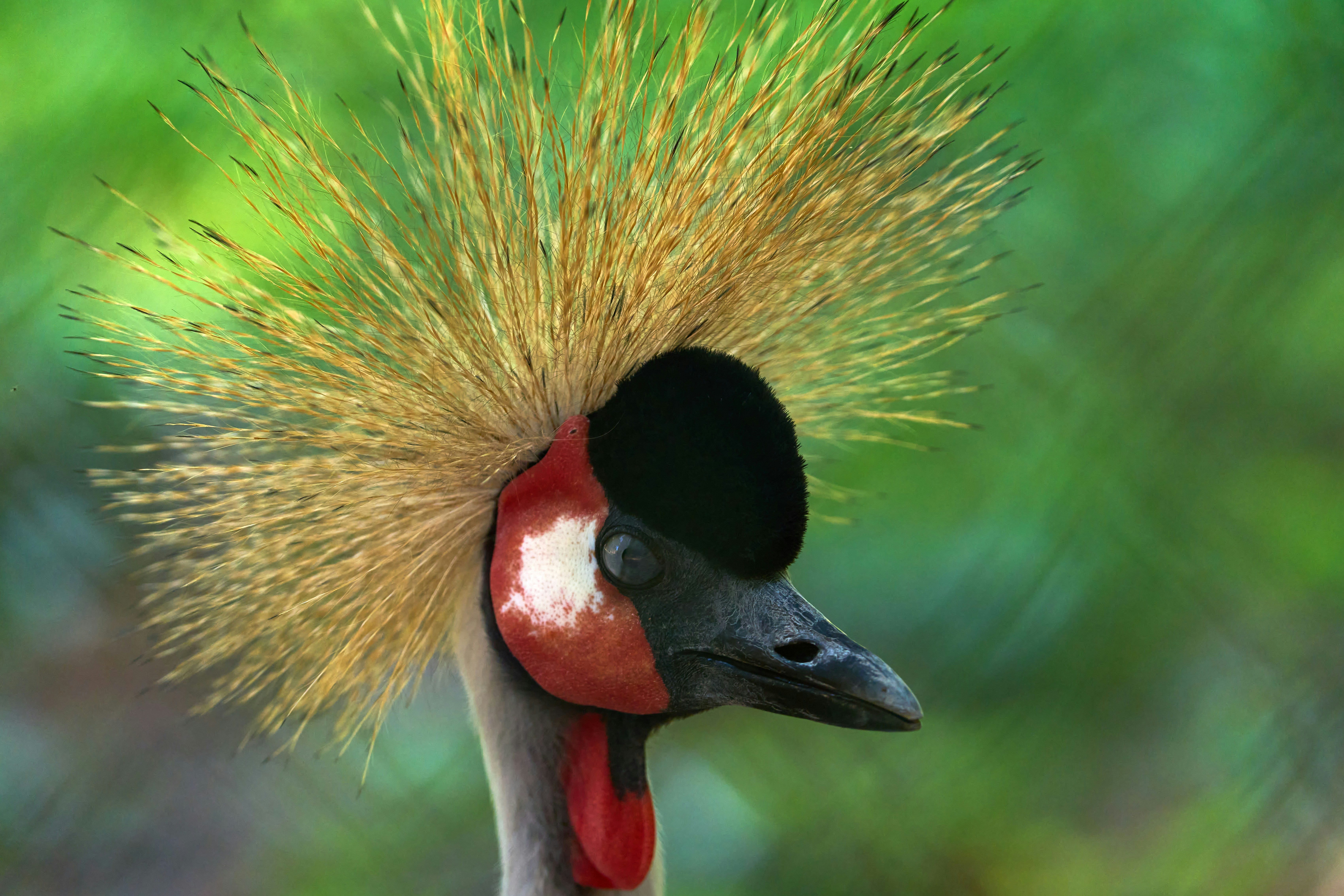 Photo by wolfgang_hasselmann