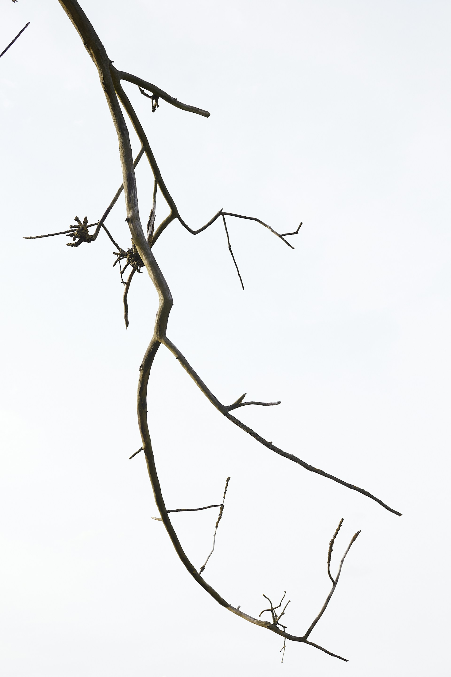 A bird perched on top of a tree branch