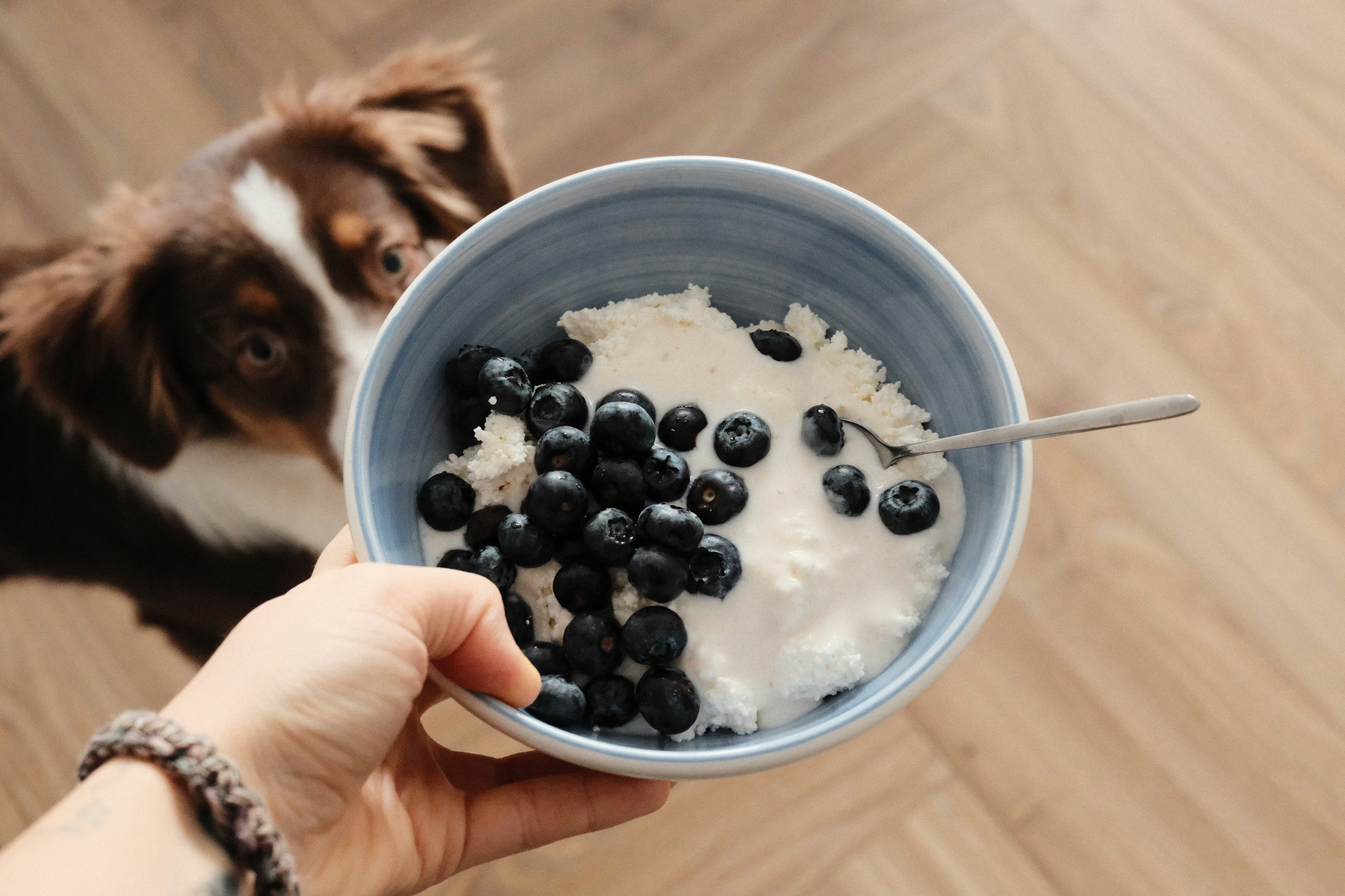 dog healthy food image-출처 unsplash