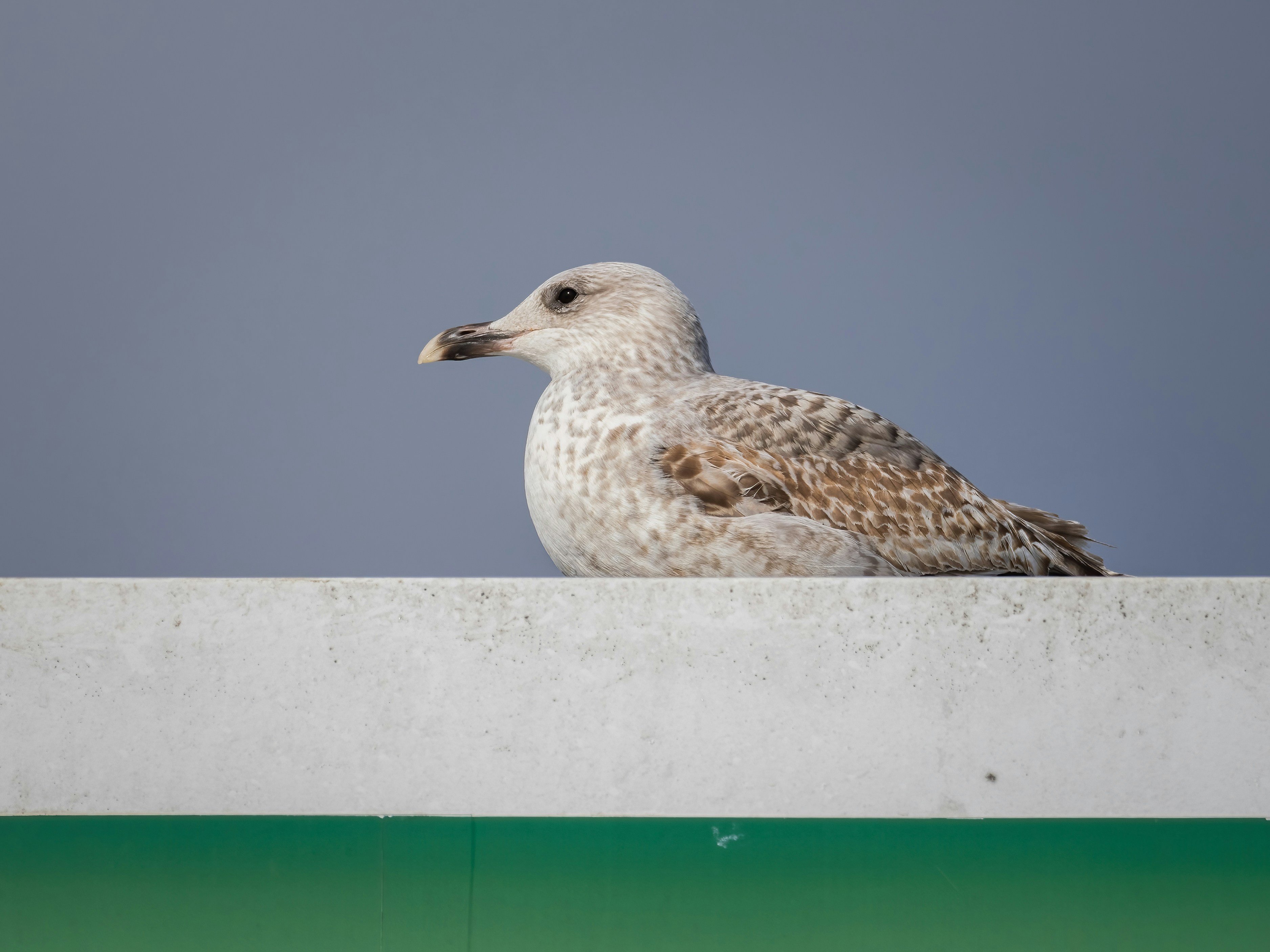 Un oiseau assis au sommet d’un mur de ciment
