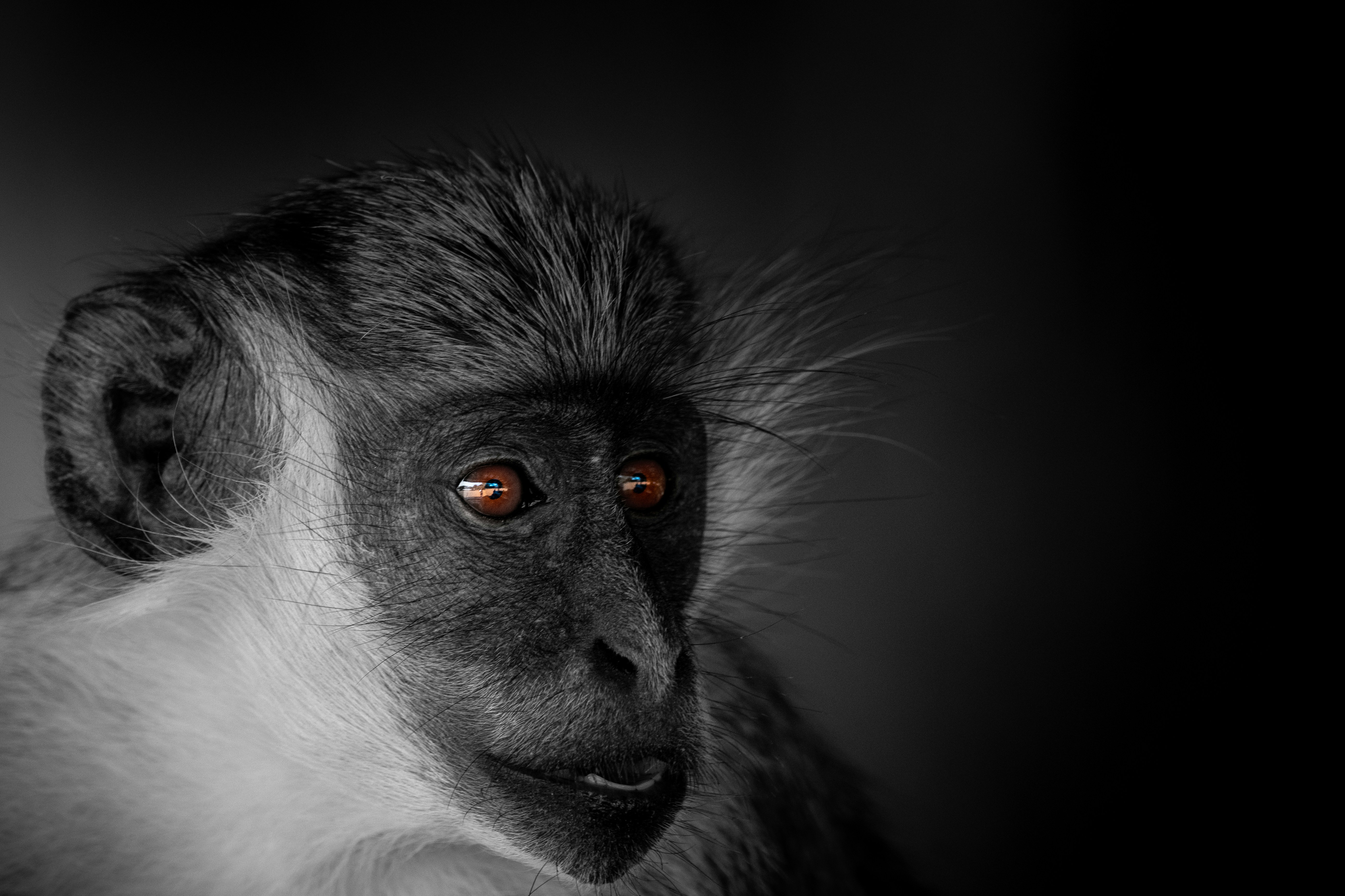 A black and white photo of a monkey with red eyes