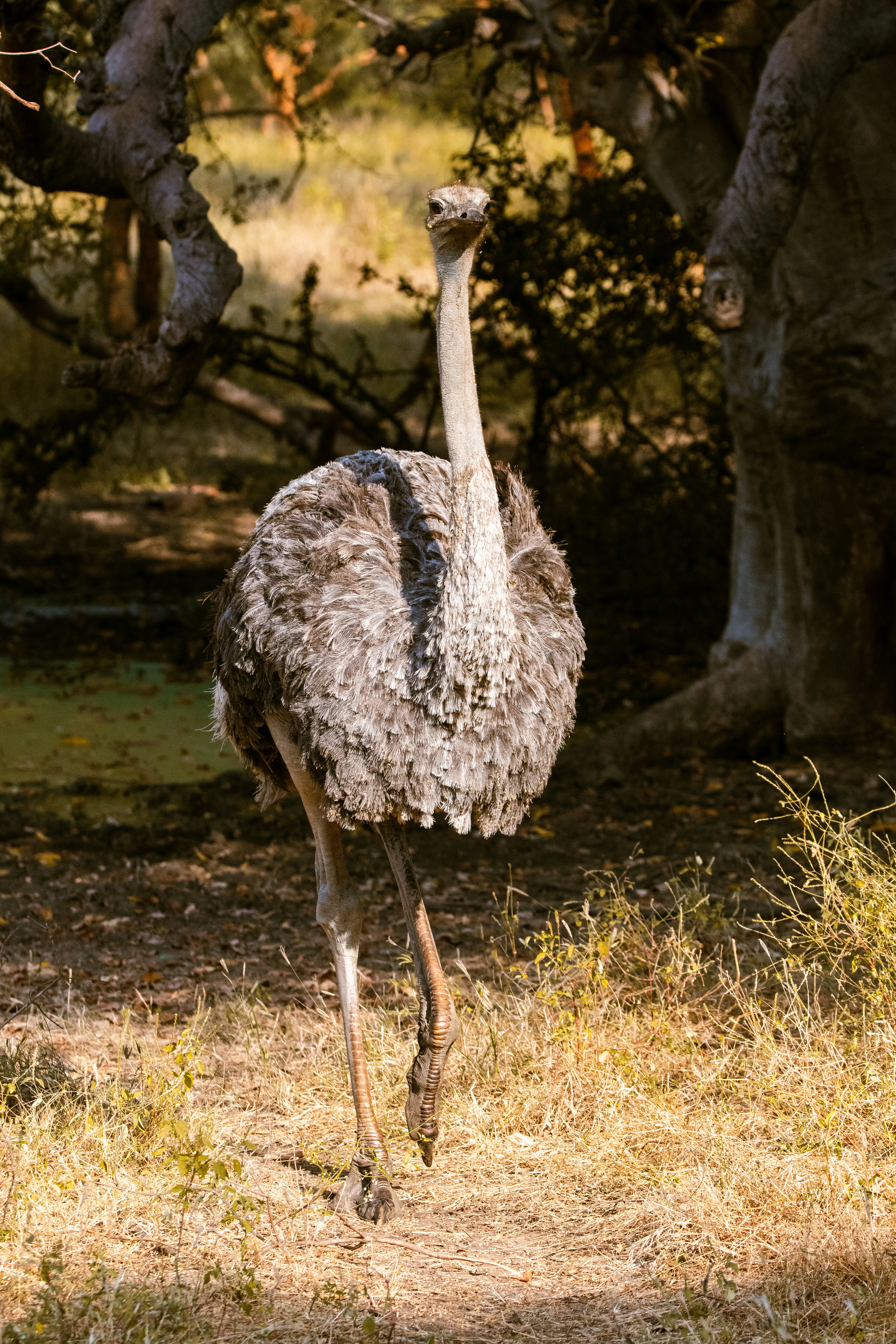 An ostrich is walking through a grassy area