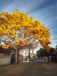 A tree with yellow flowers in the middle of a street