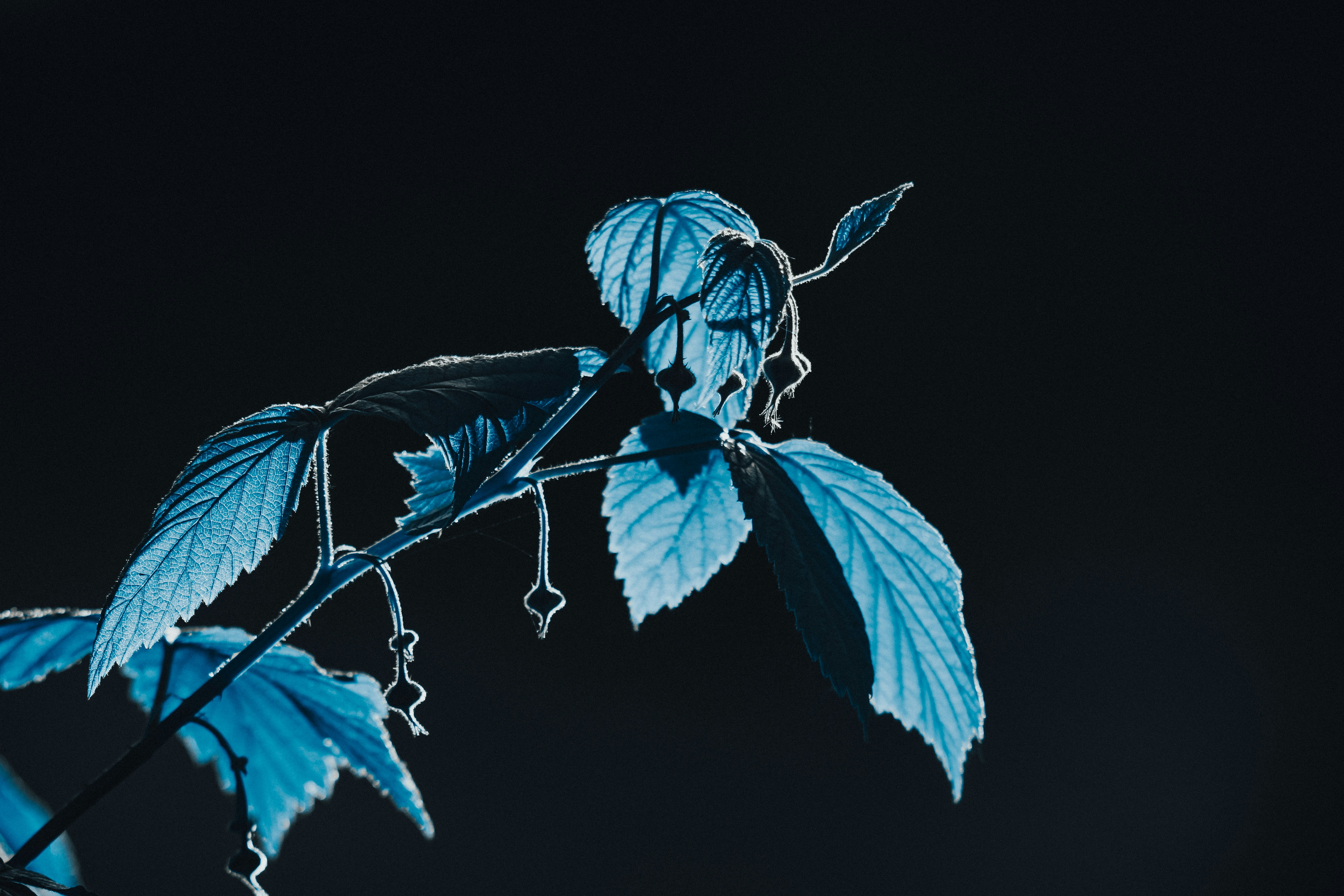 Raspberry leaves in contrasting light Blue leaves Blue plant