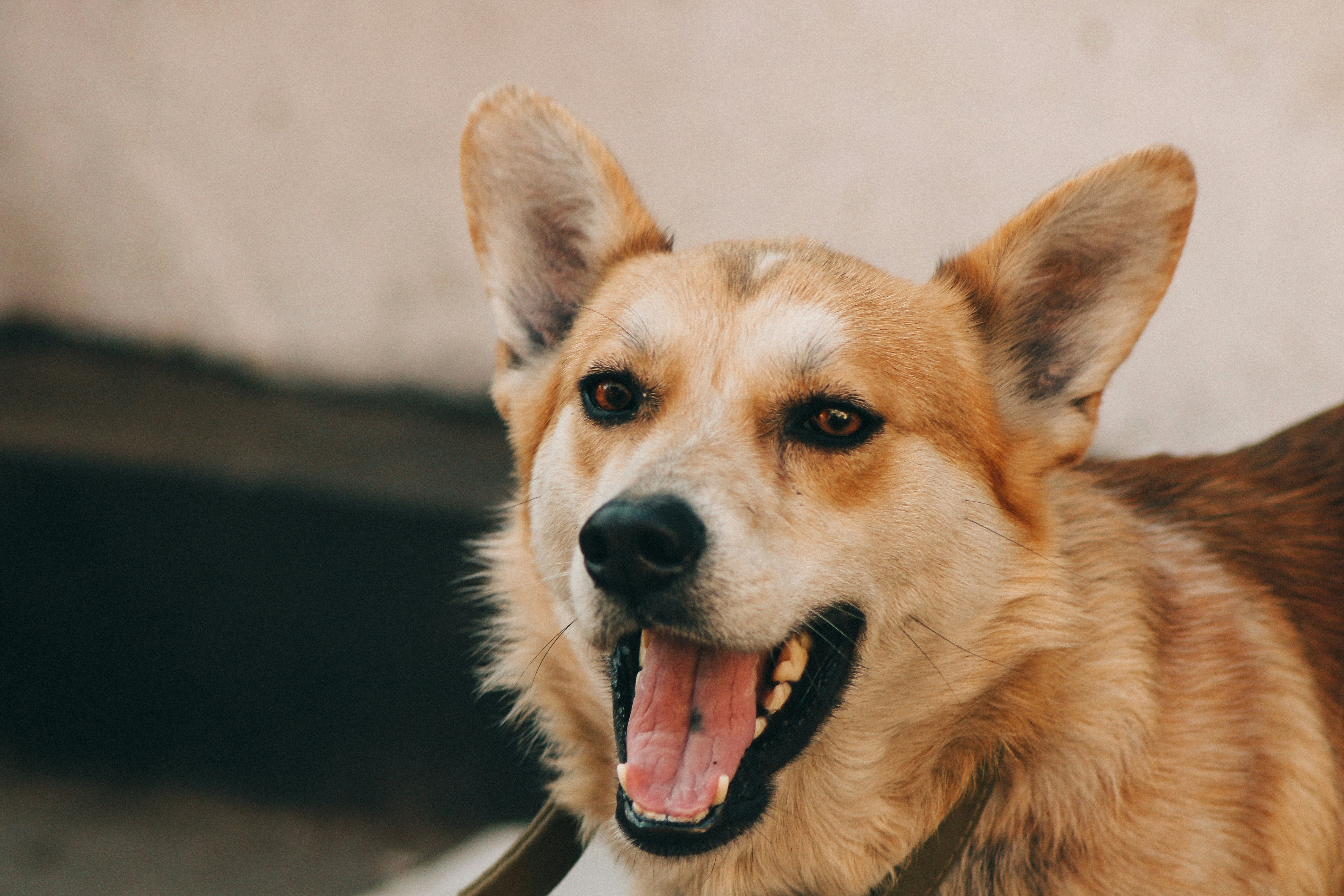 Один зрив, і Dogecoin може знову впасти в ведмежий ринок: аналітик