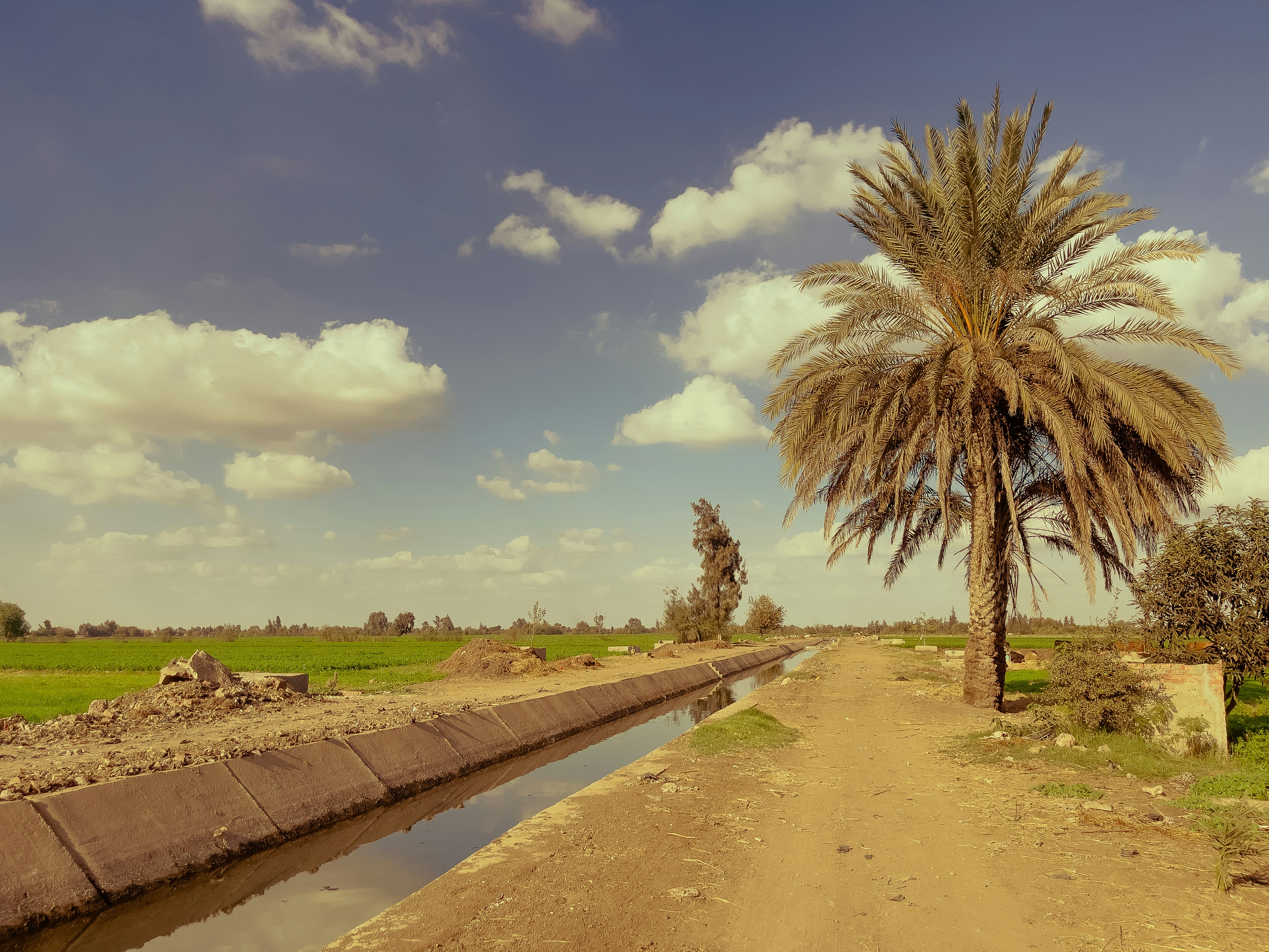 A palm tree sitting on the side of a dirt road