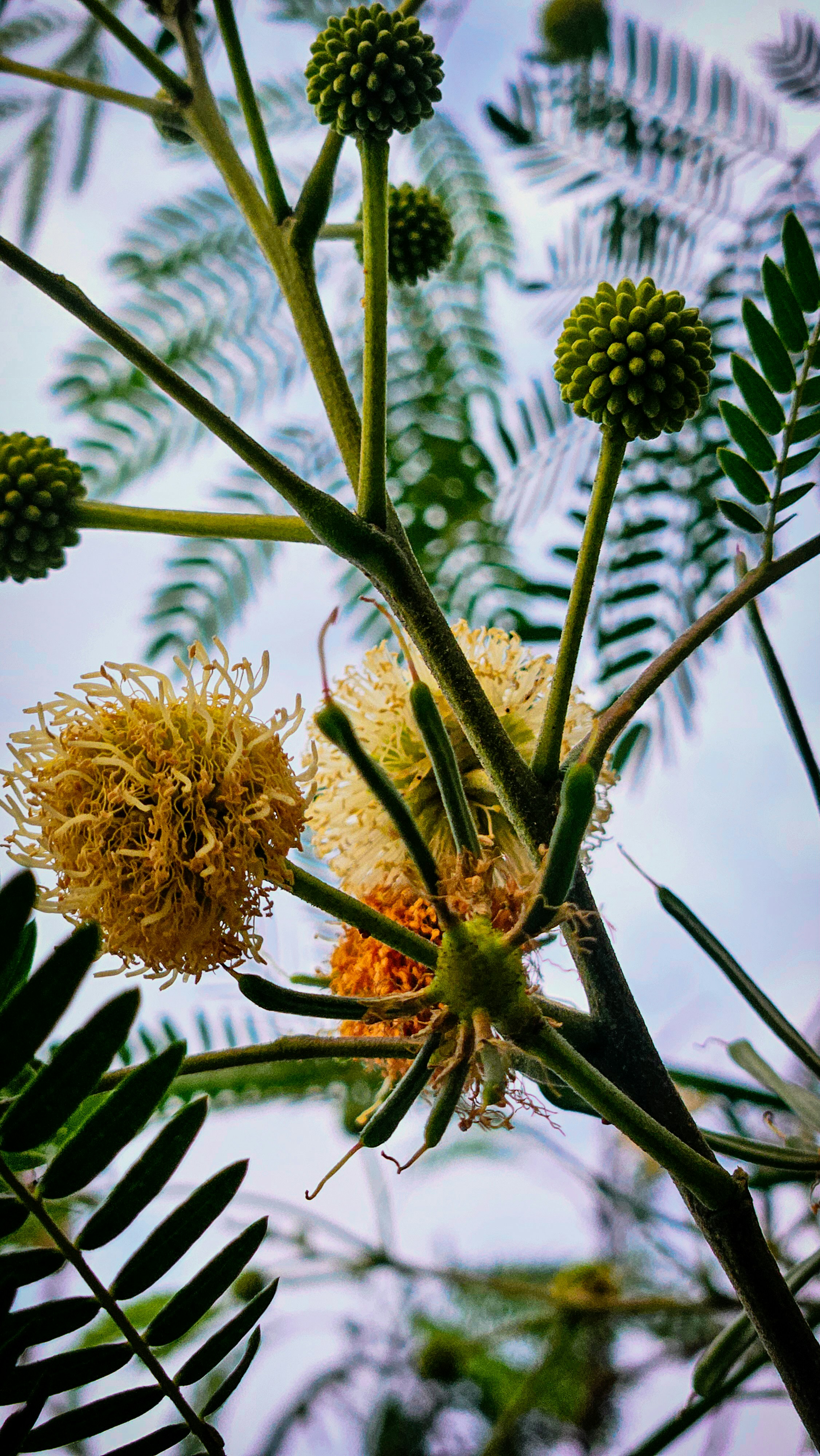 A close up of a tree with a bunch of flowers