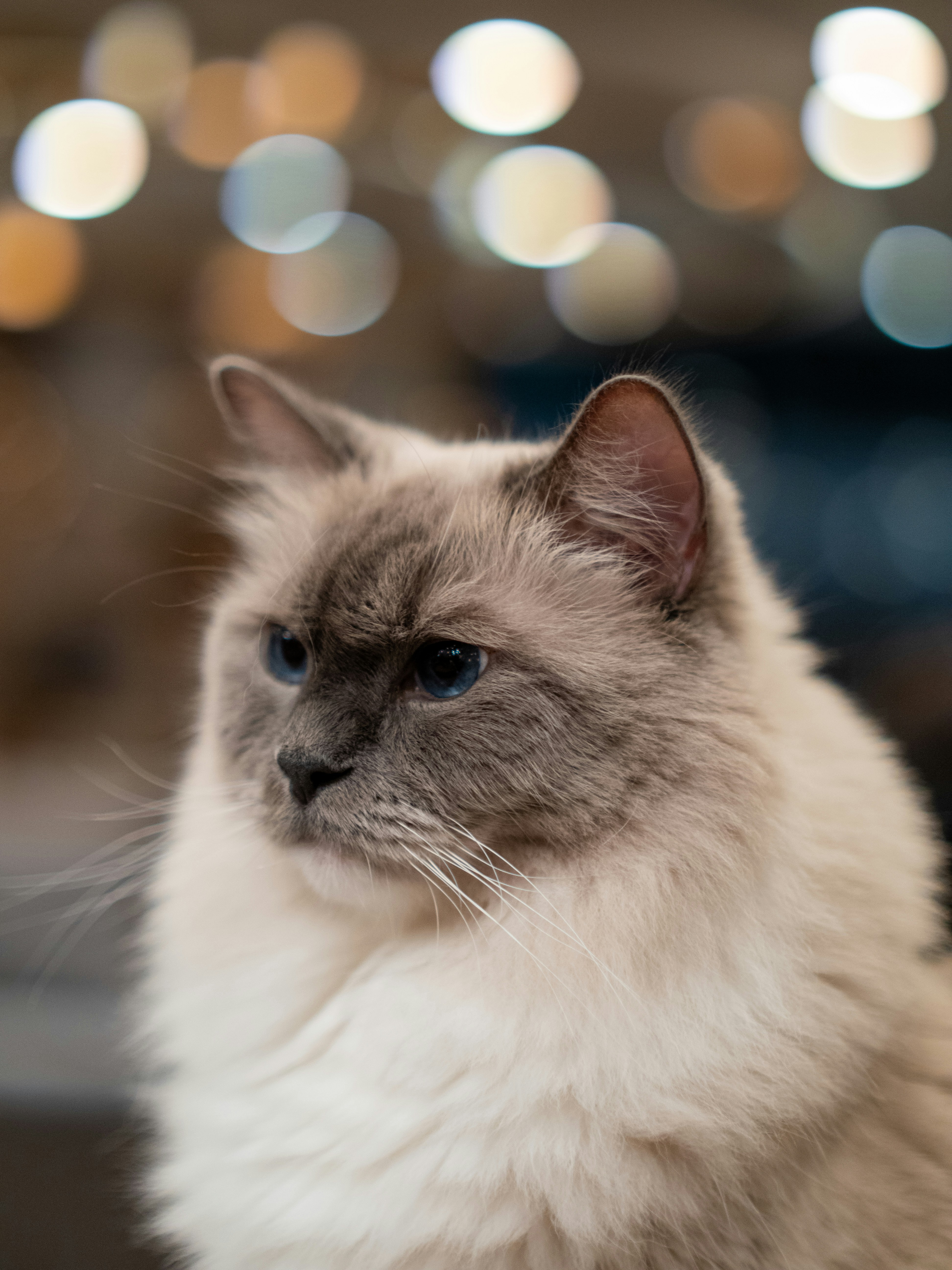 Photo by shellingfordyu