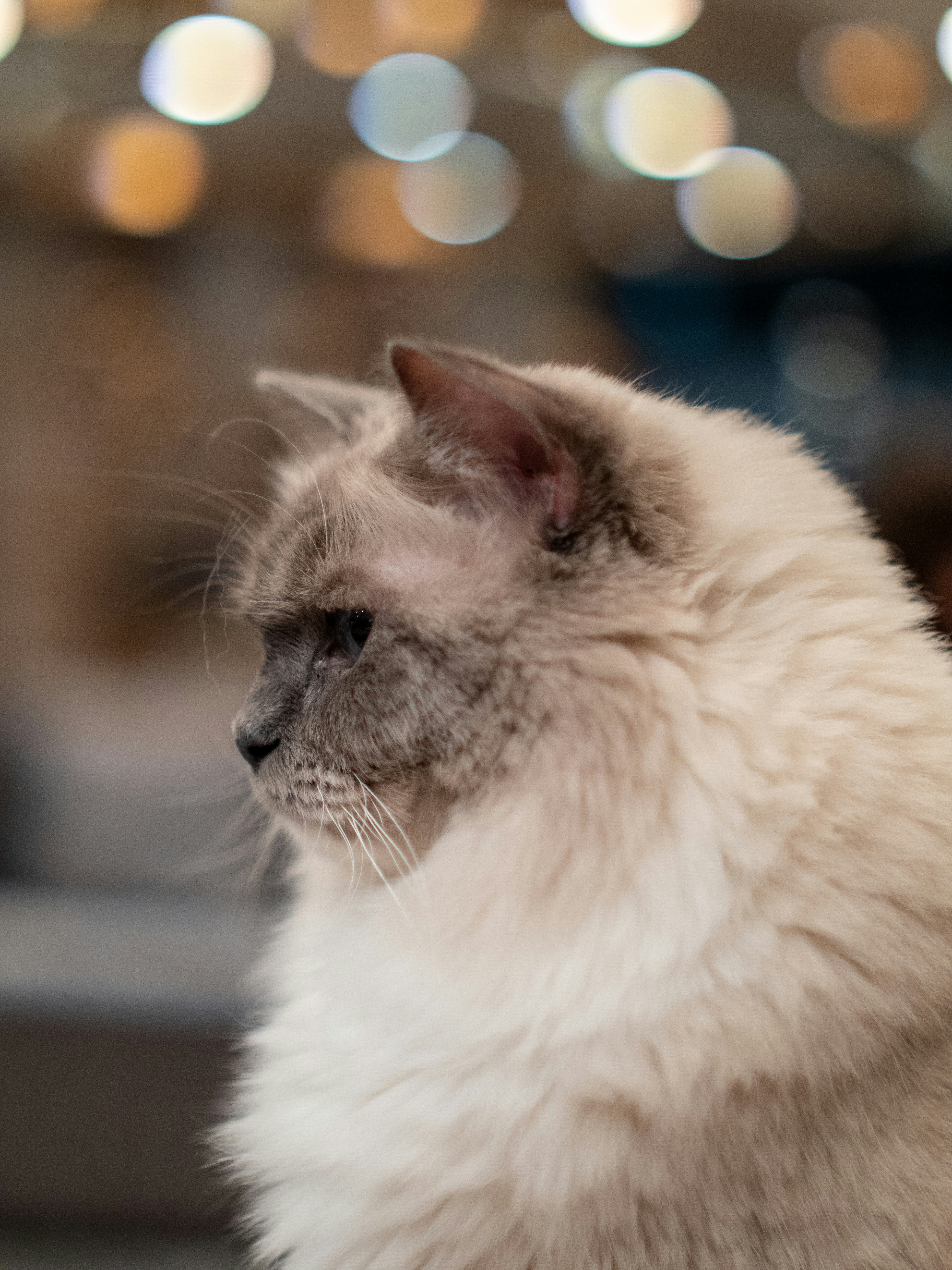 Photo by shellingfordyu