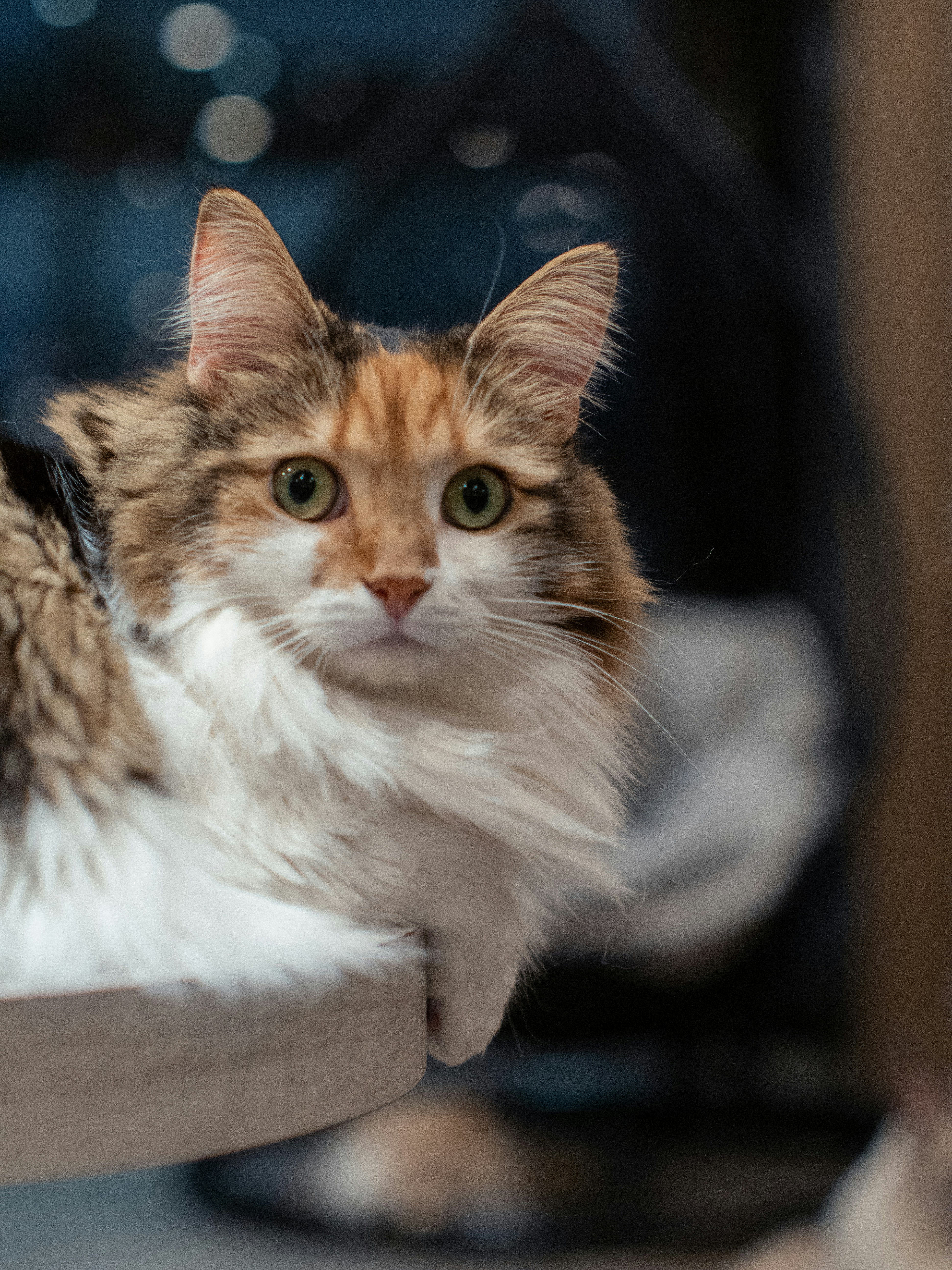 Photo by shellingfordyu